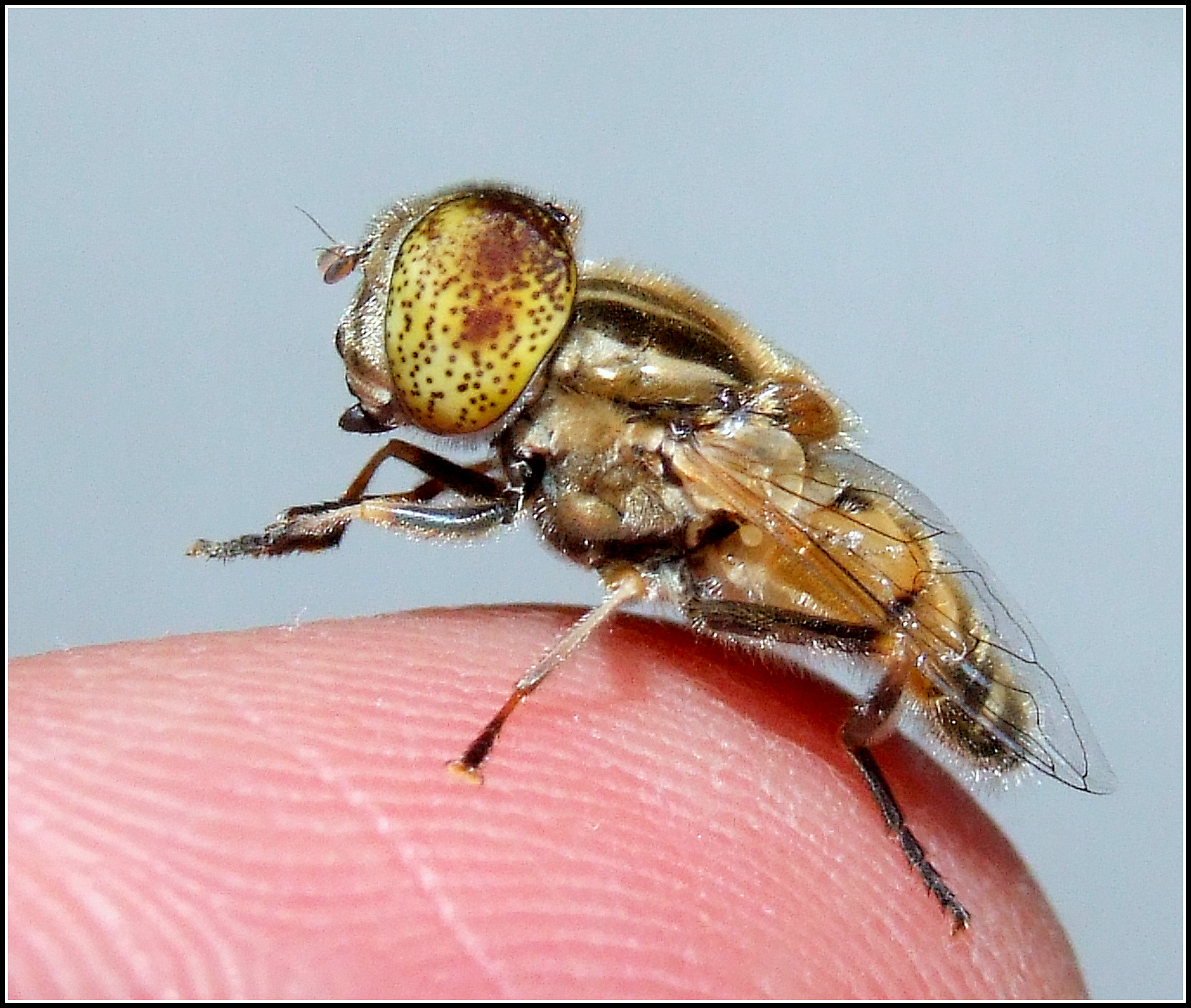 " Eristalinus megacephalus " male