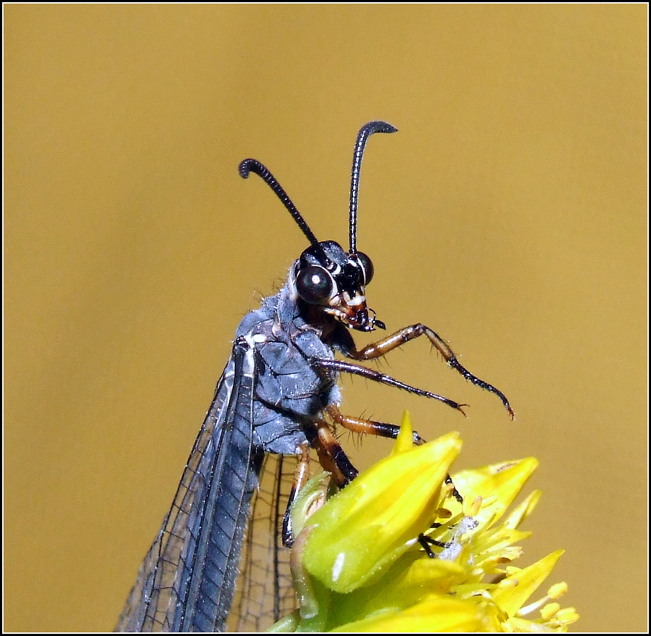 Myrmeleon formicarius