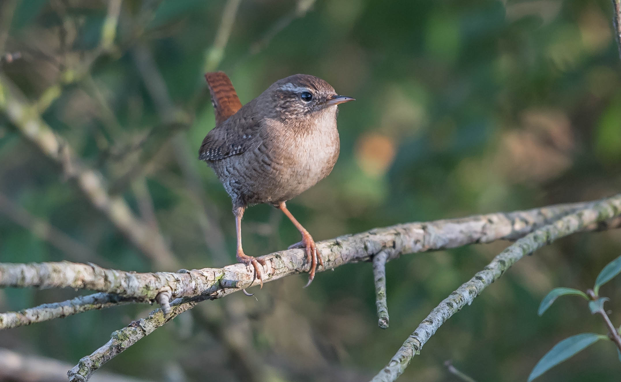 Wren
