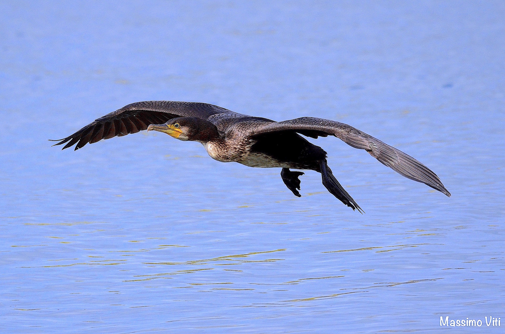Cormorano in volo ....
