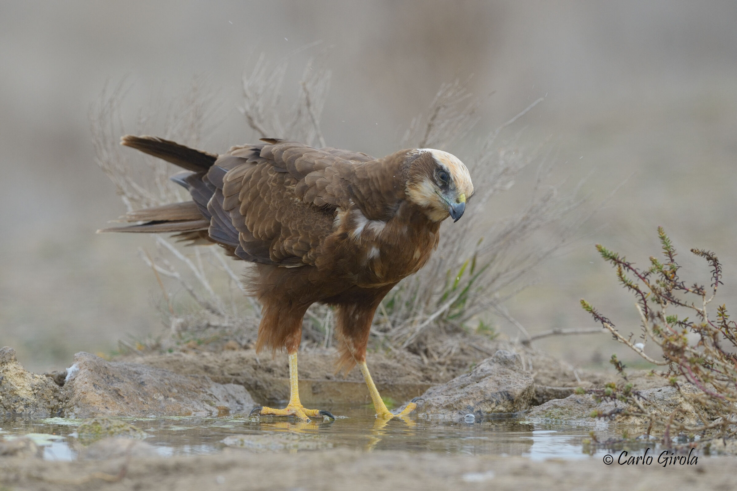 Falco di palude (Circus aeruginosus)