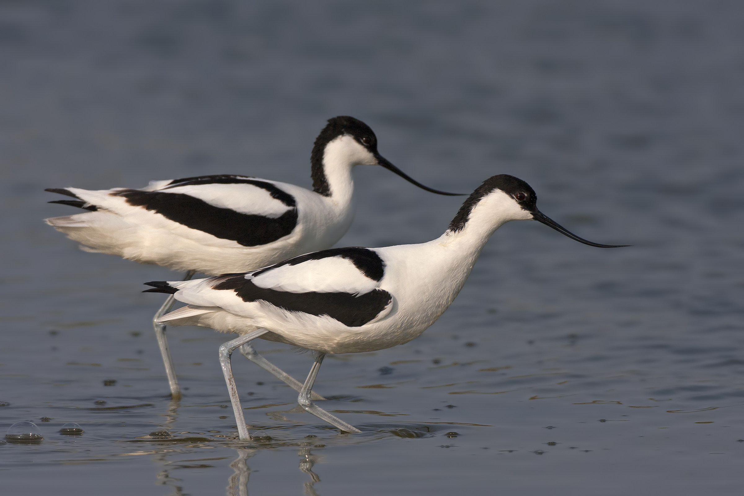 Avocettes