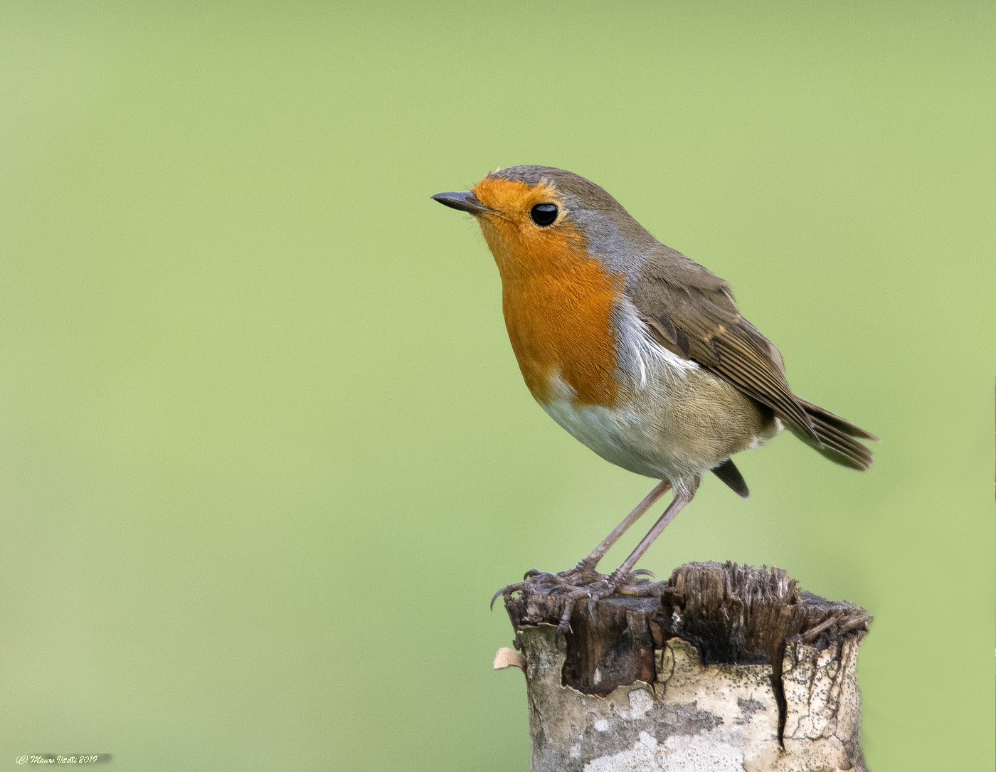 Pettirosso (Erithacus rubecula)
