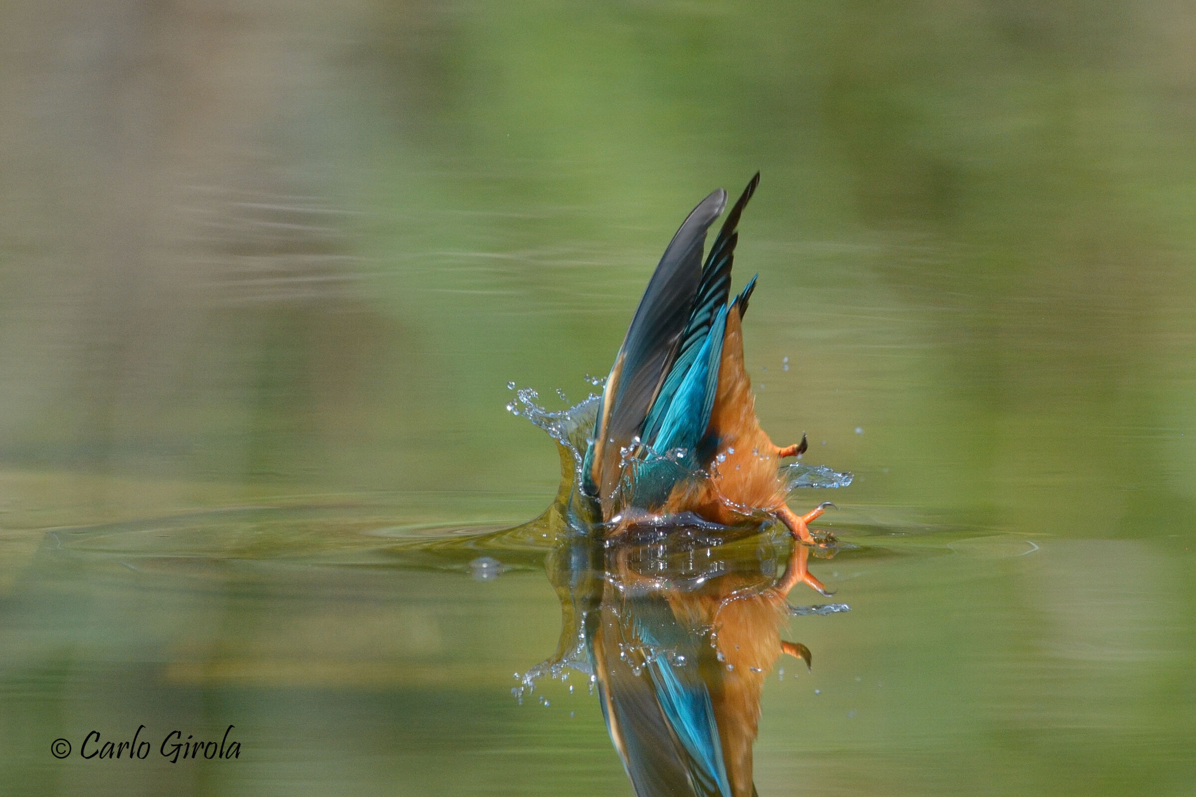 Martin pescatore (Alcedo atthis)