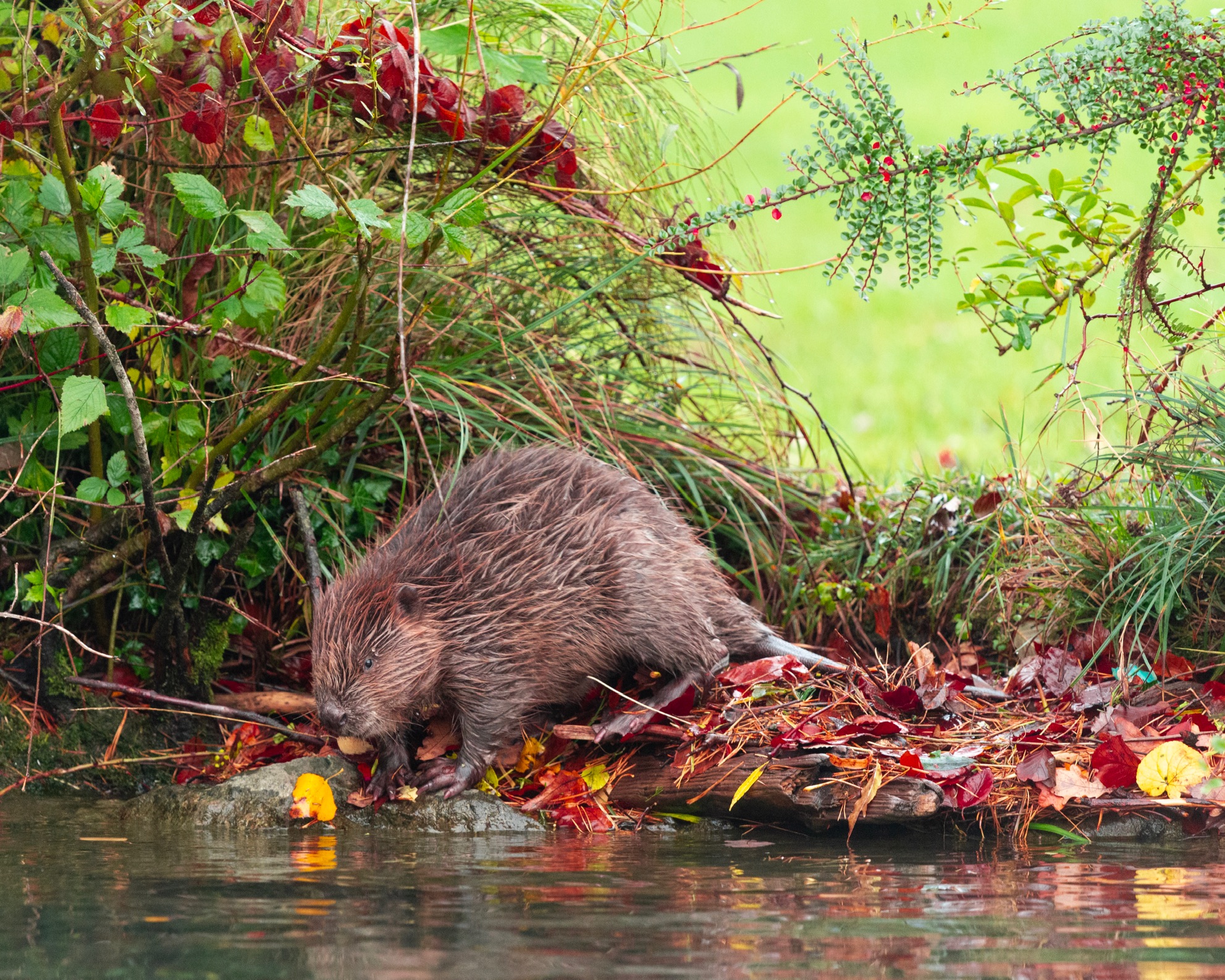 Il castoro che non ti aspetti