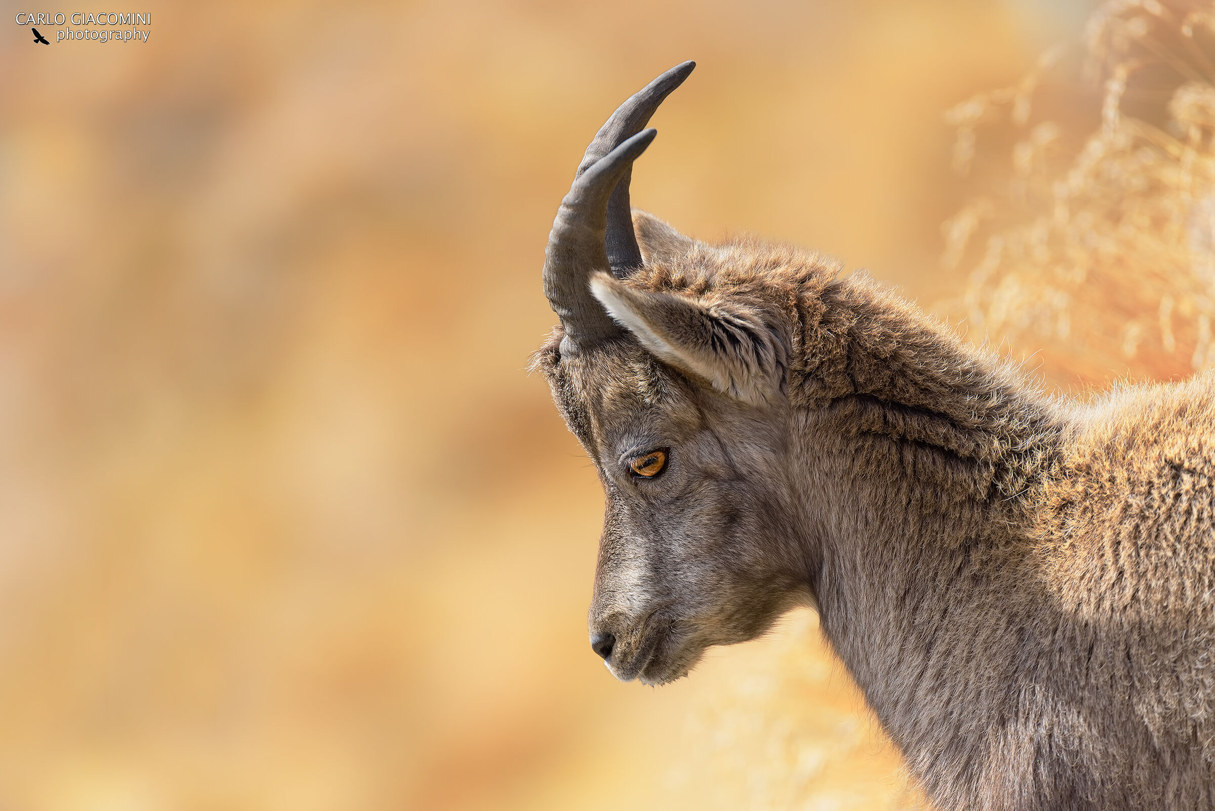 Golden Ibex
