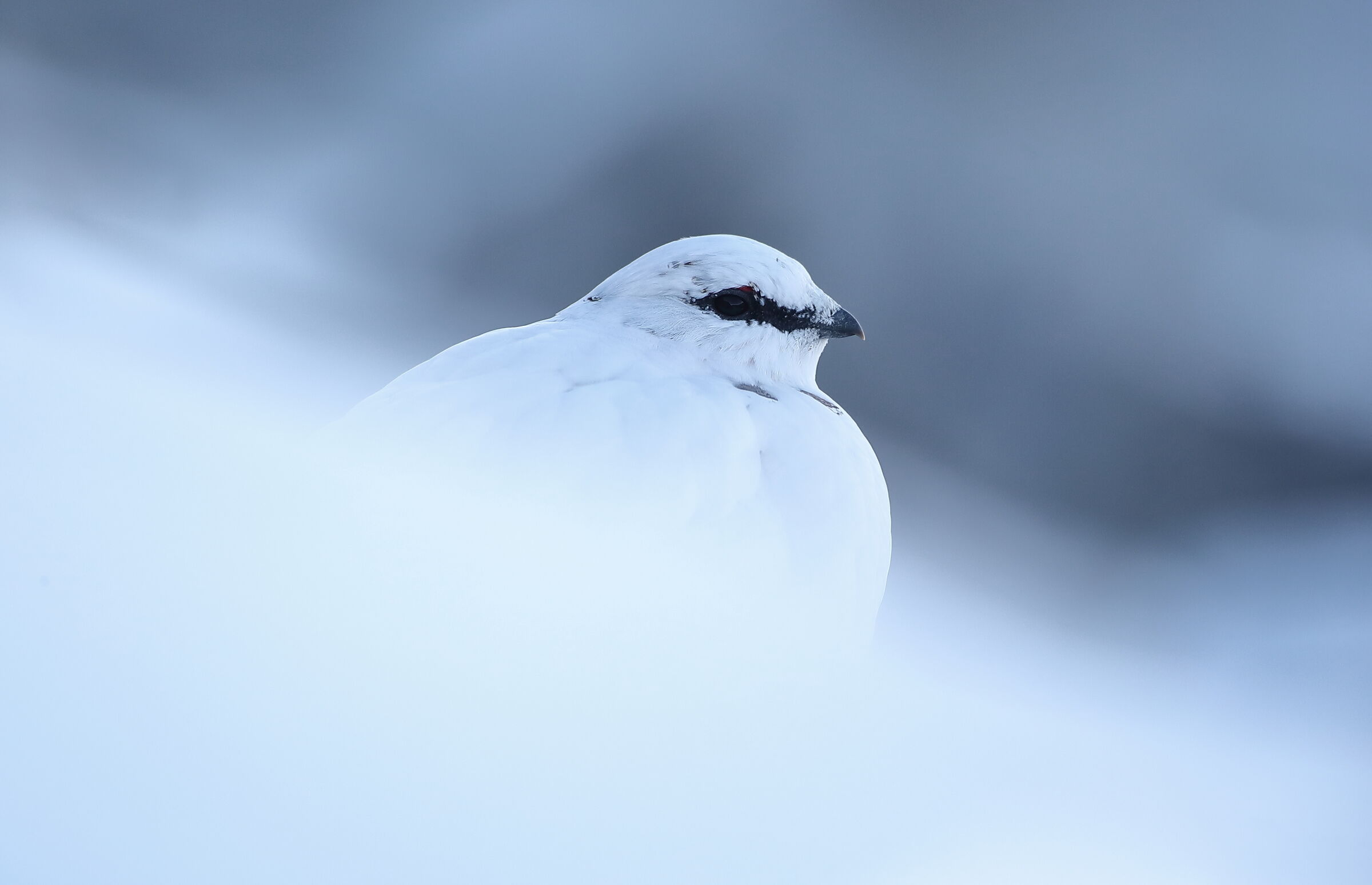Between snow and clouds