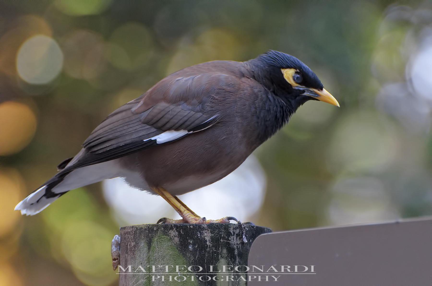 Maina Common or Saret Storno - Mauritius 2019