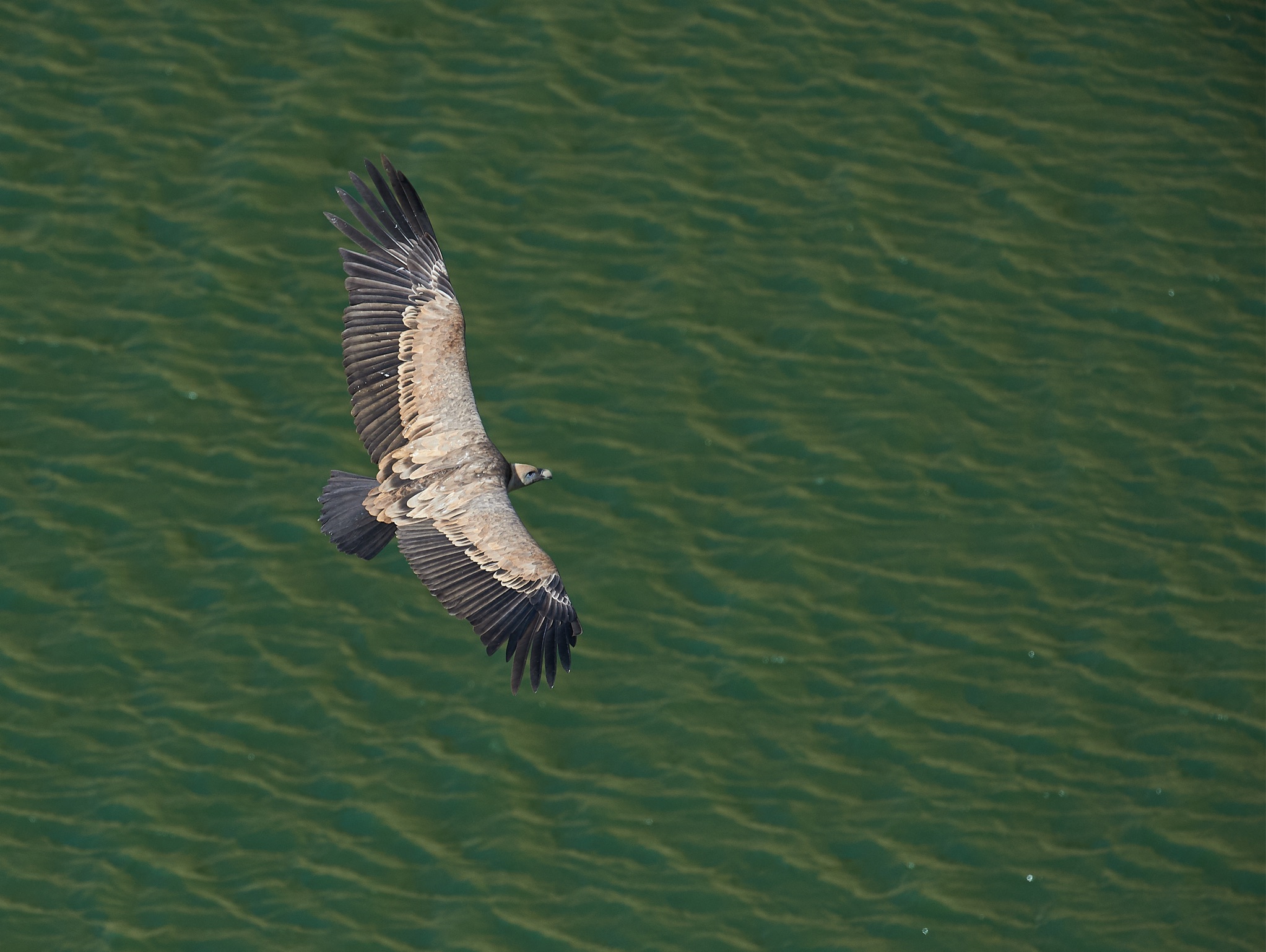 Avvoltoio del Grifone.