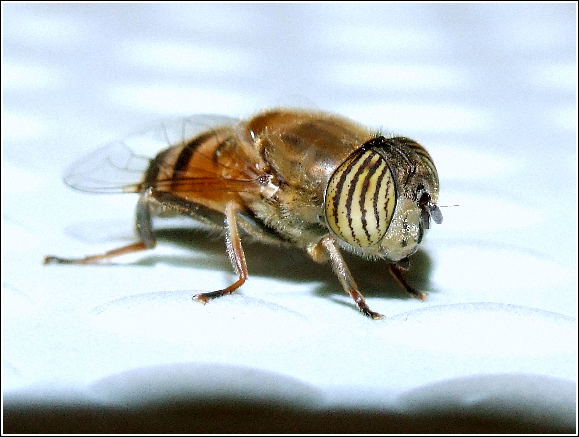 " Eristalinus taeniops " female
