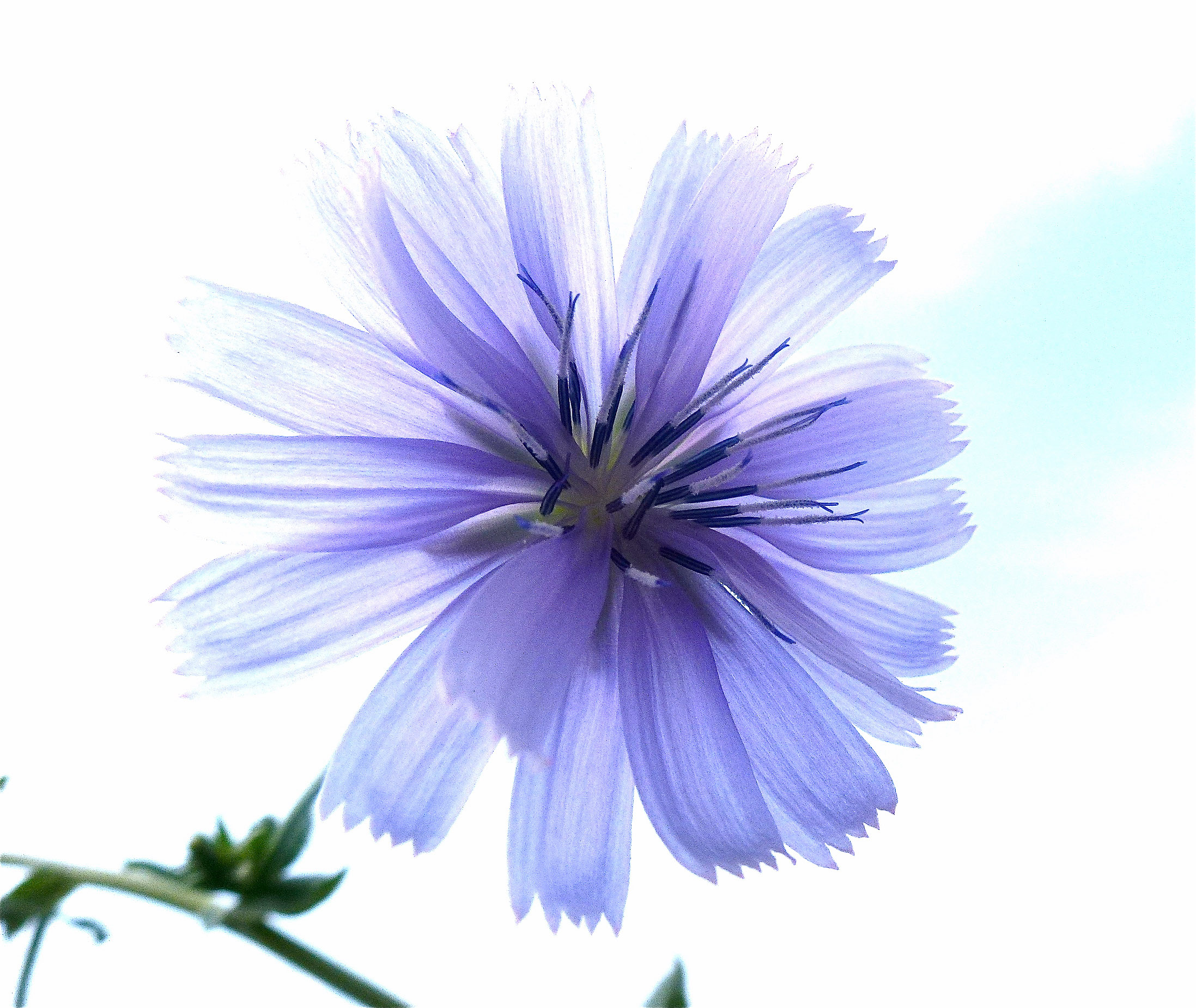 flower that looks like a painting