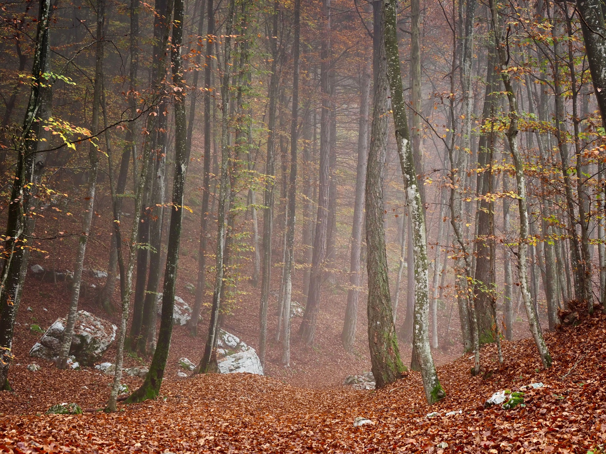 Alla ricerca di Cappuccetto Rosso.....