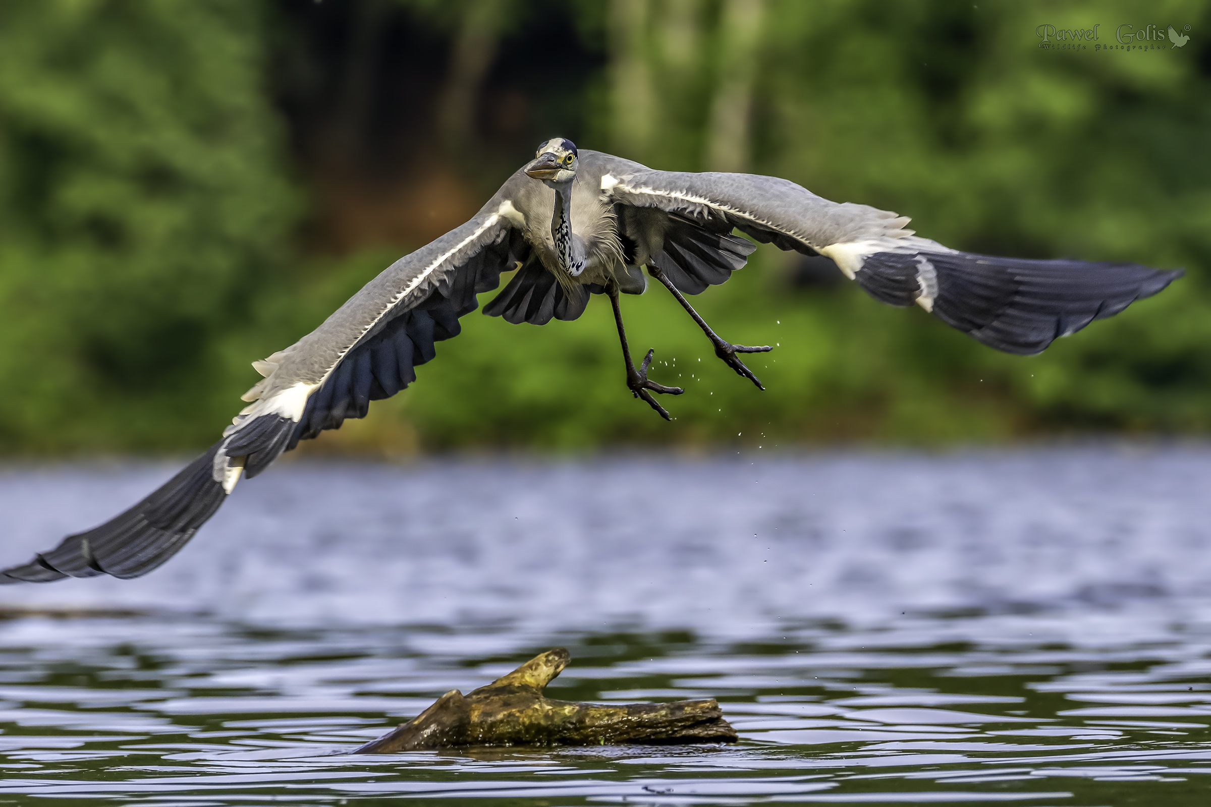 Grey heron (Ardea cinerea) in Fly