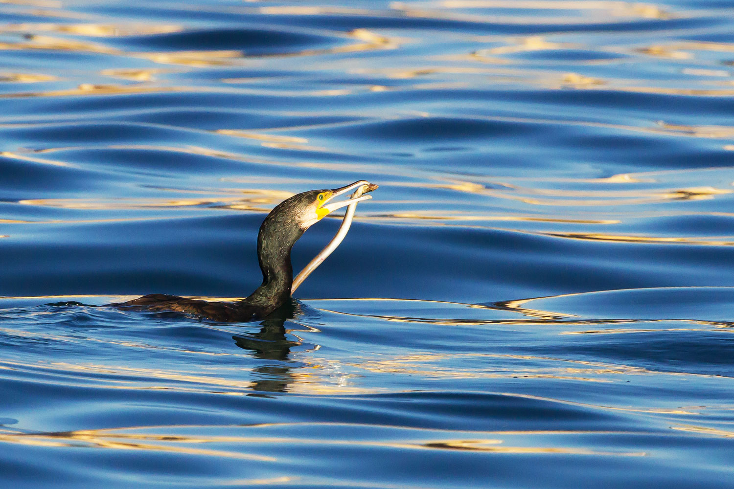 Cormorant with prey
