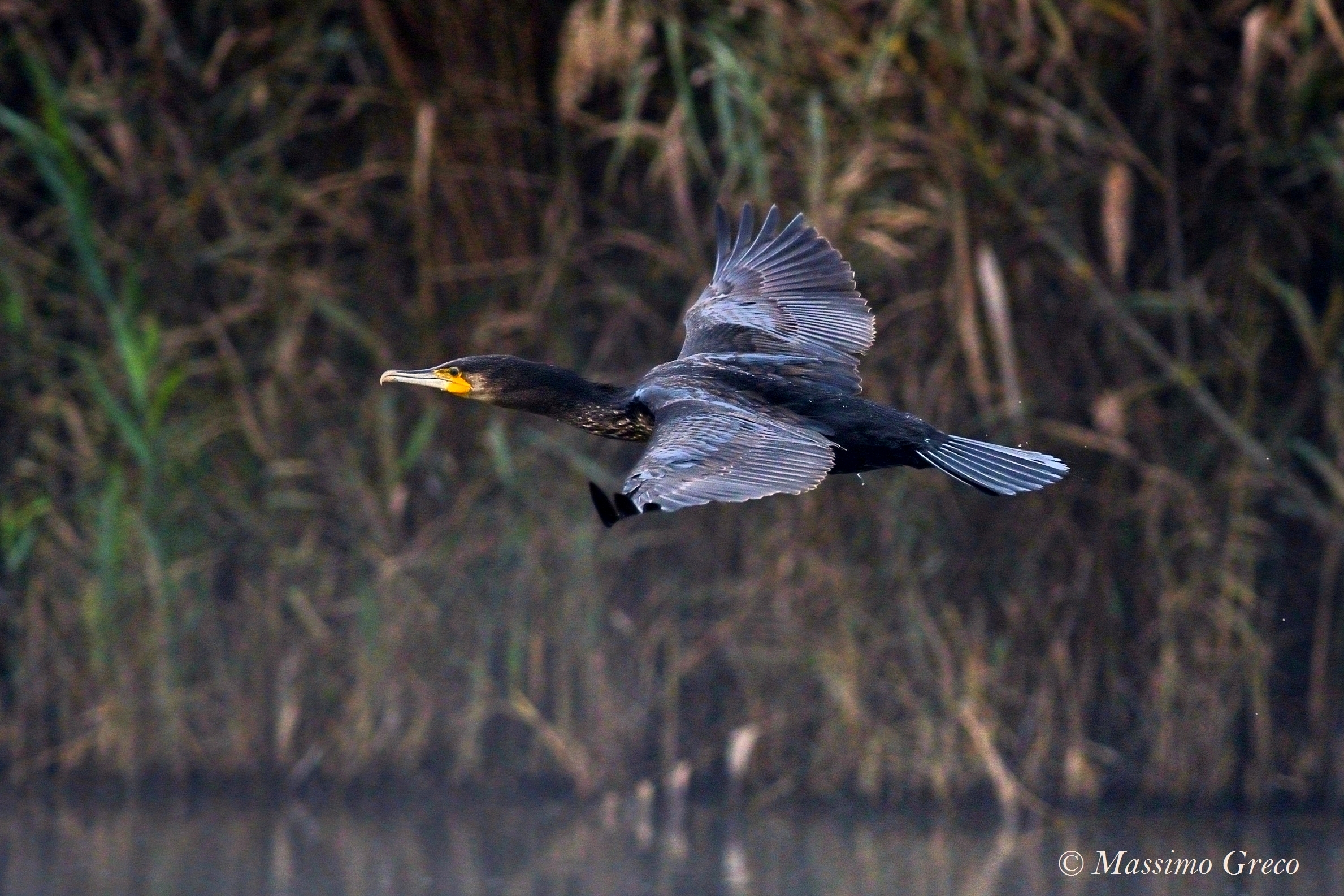 Cormoran (Phalacrocorax carbo)