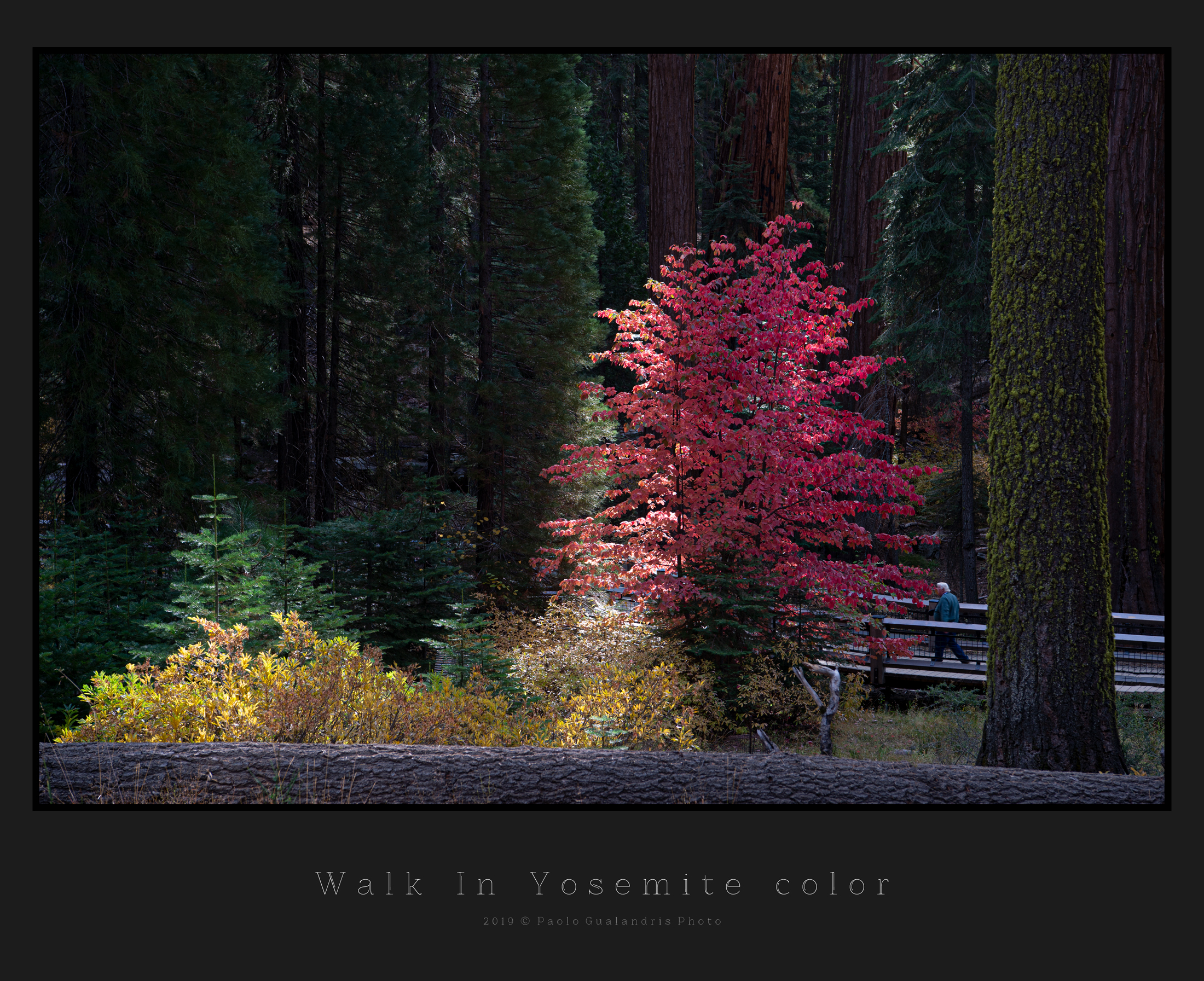 Walk In Yosemite Color
