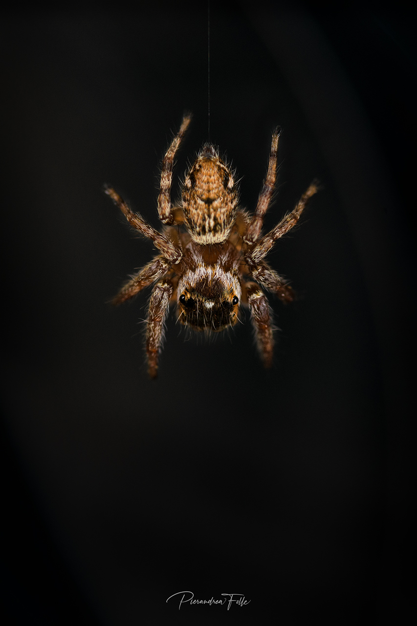 Here comes Spiderman