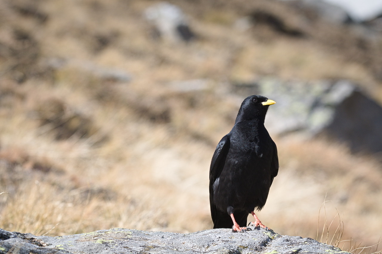 Alpine gracchio - Pyrrhocorax graculus