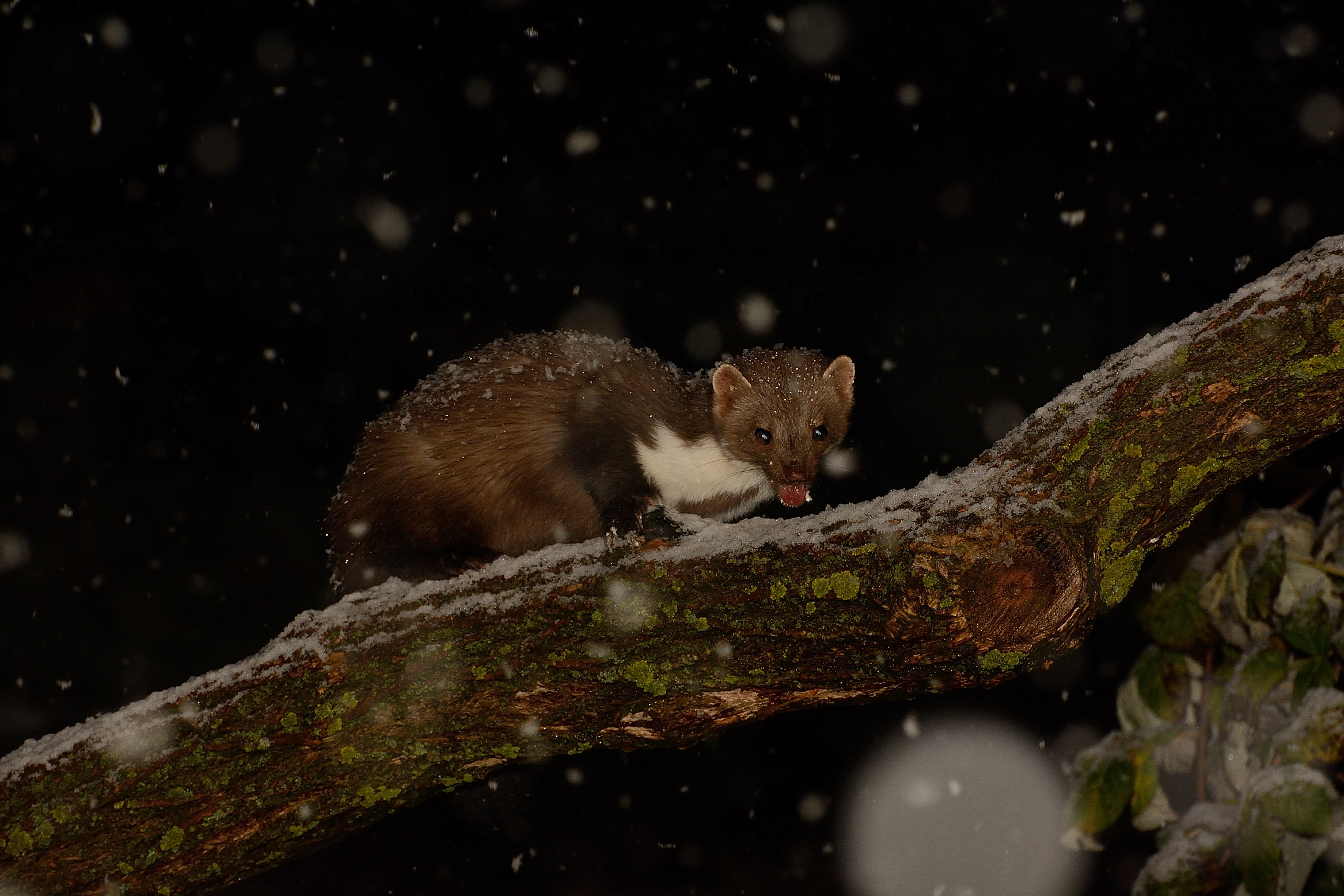 Faina under the snow.