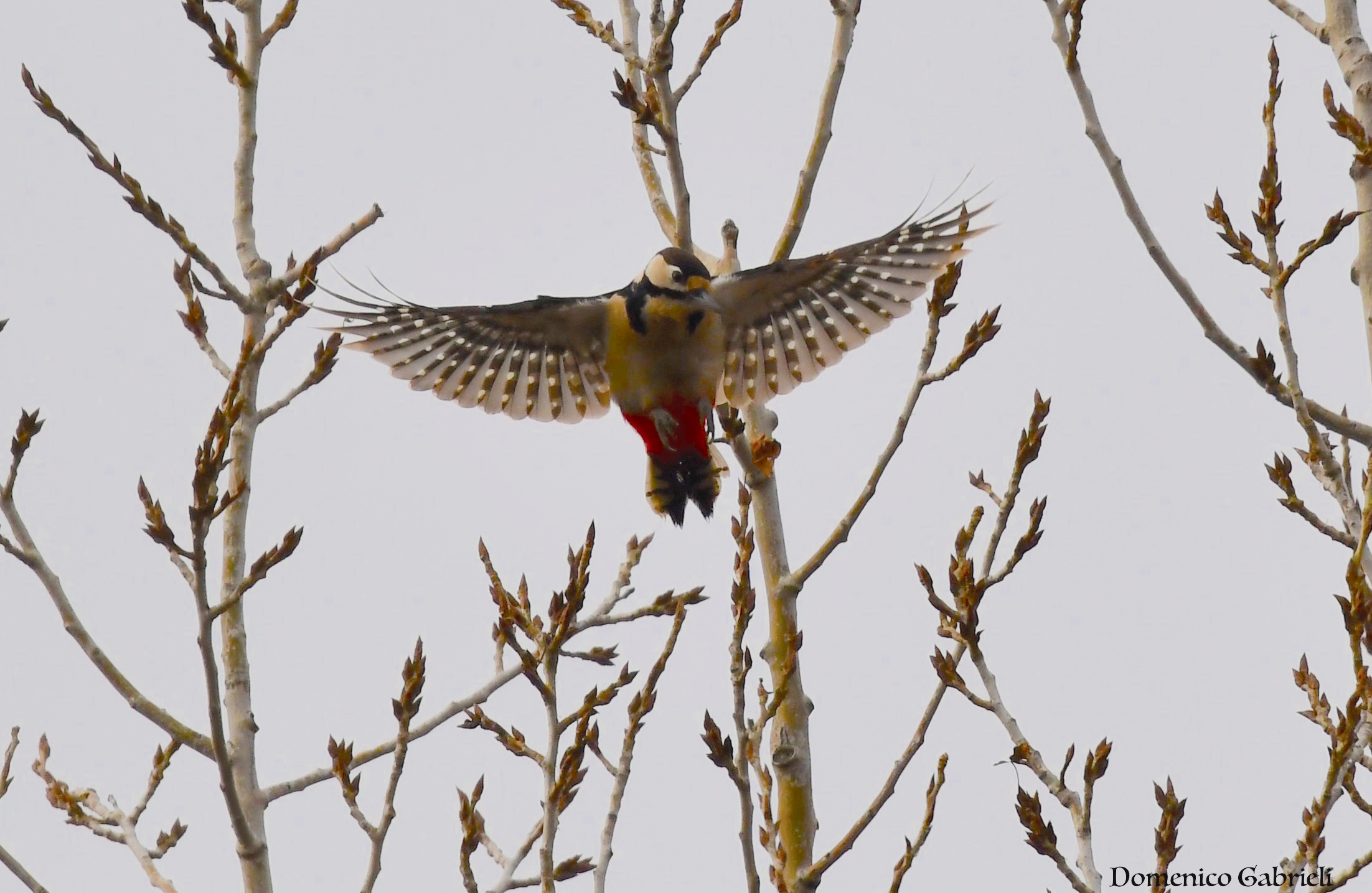 major red woodpecker