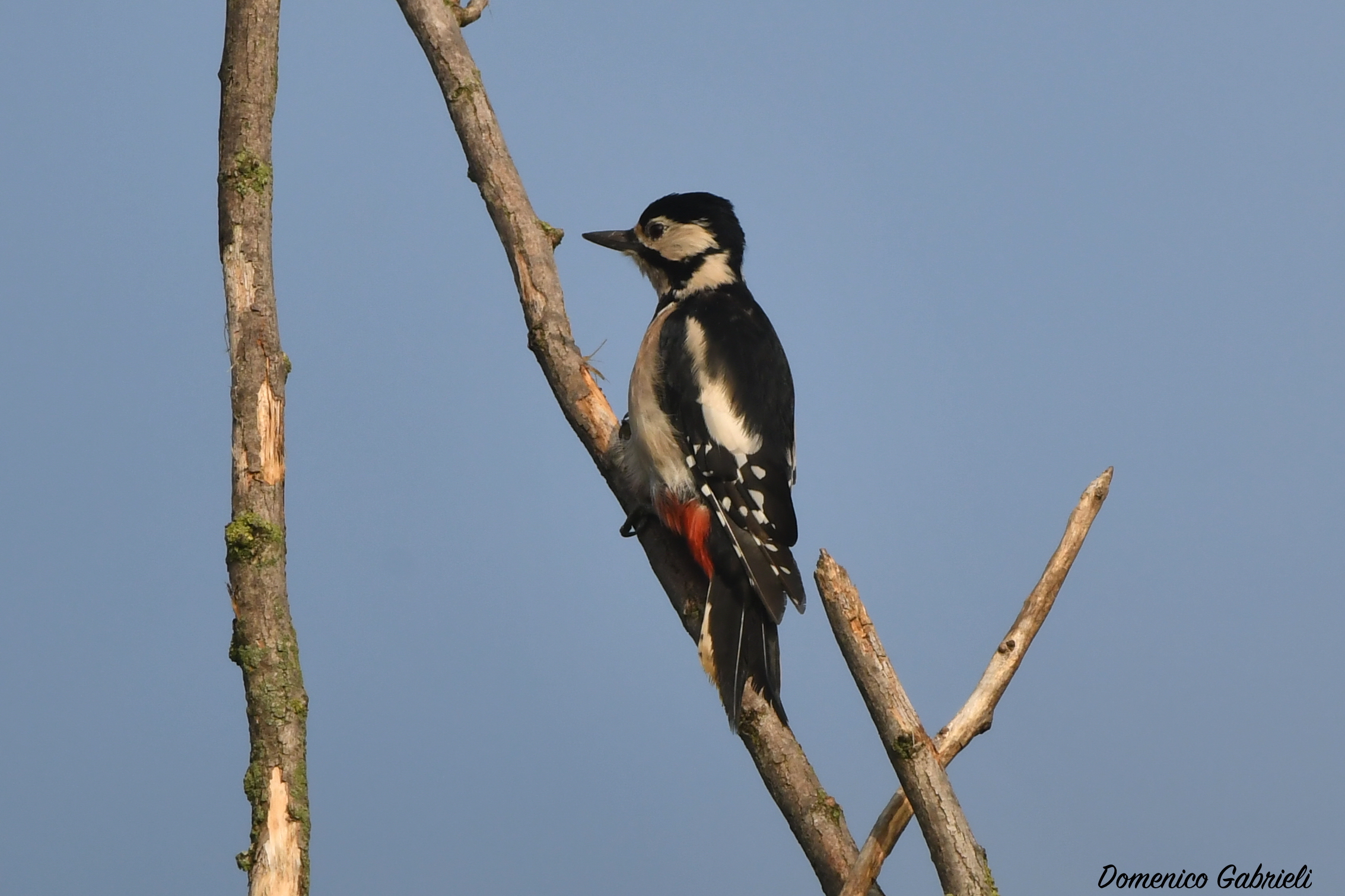Major red woodpecker