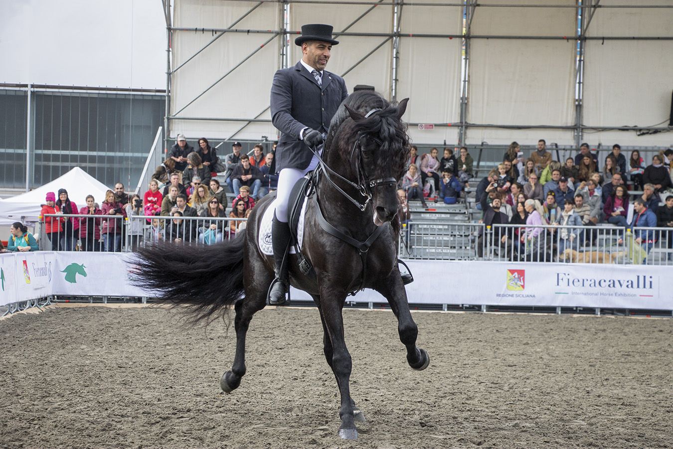 The dance of the "frisone"