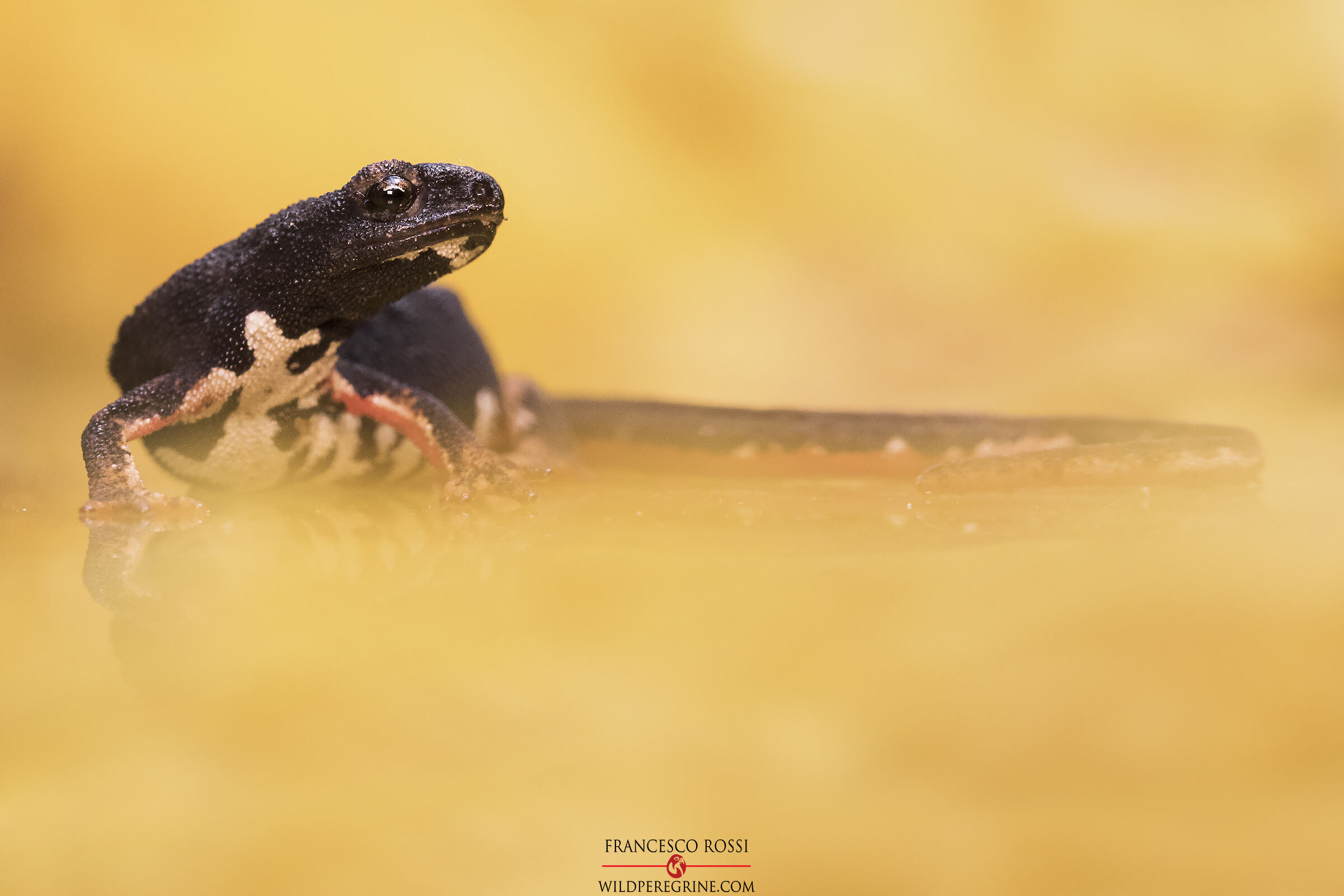 Perspicillata Salamander