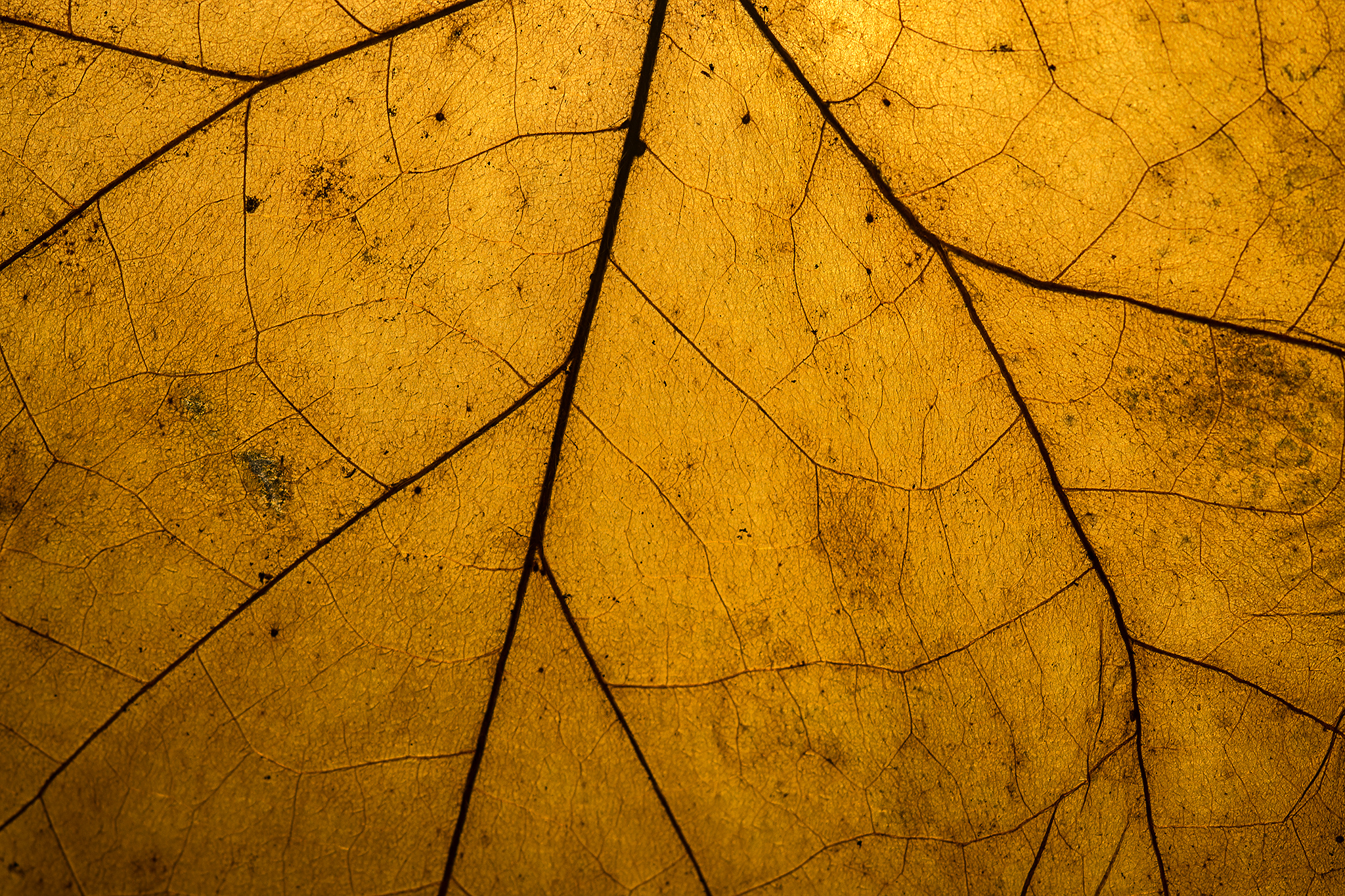 Dry leaf