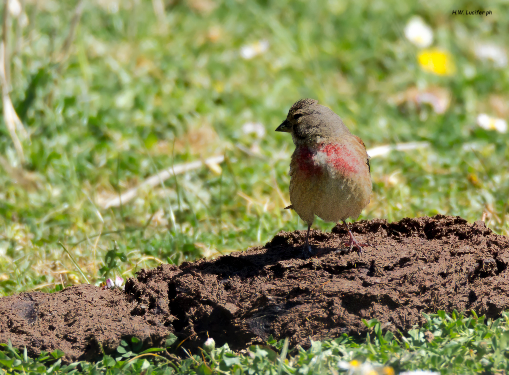 Fanello in territorio di caccia...