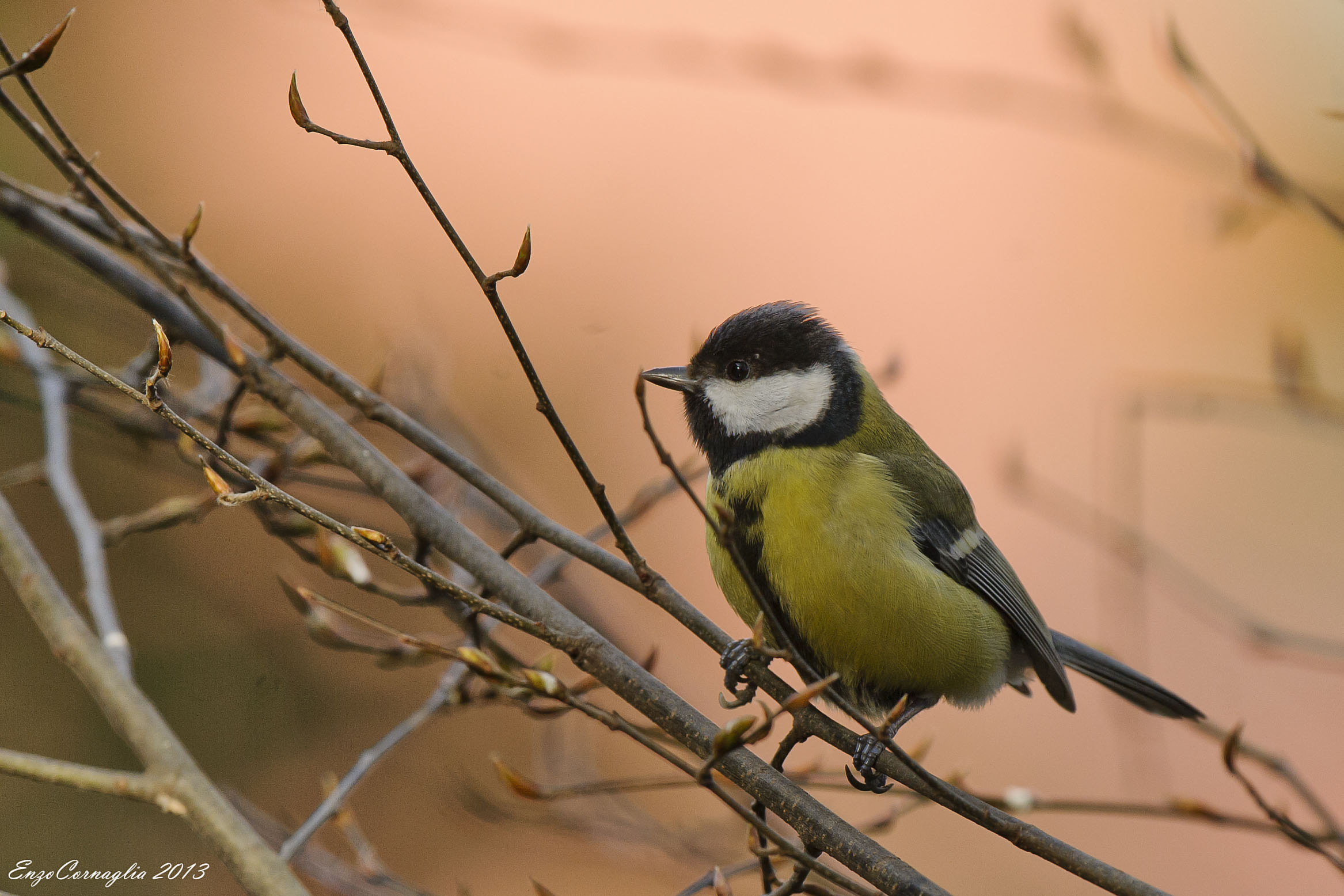 Great Tit