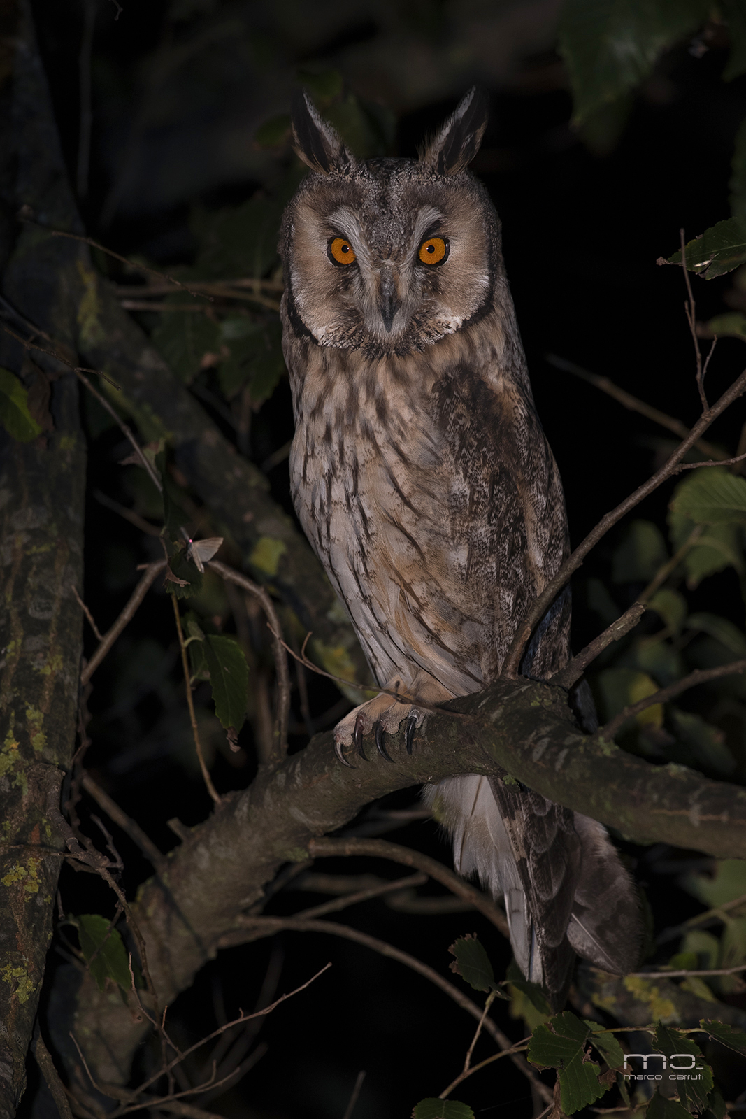 Common Owl