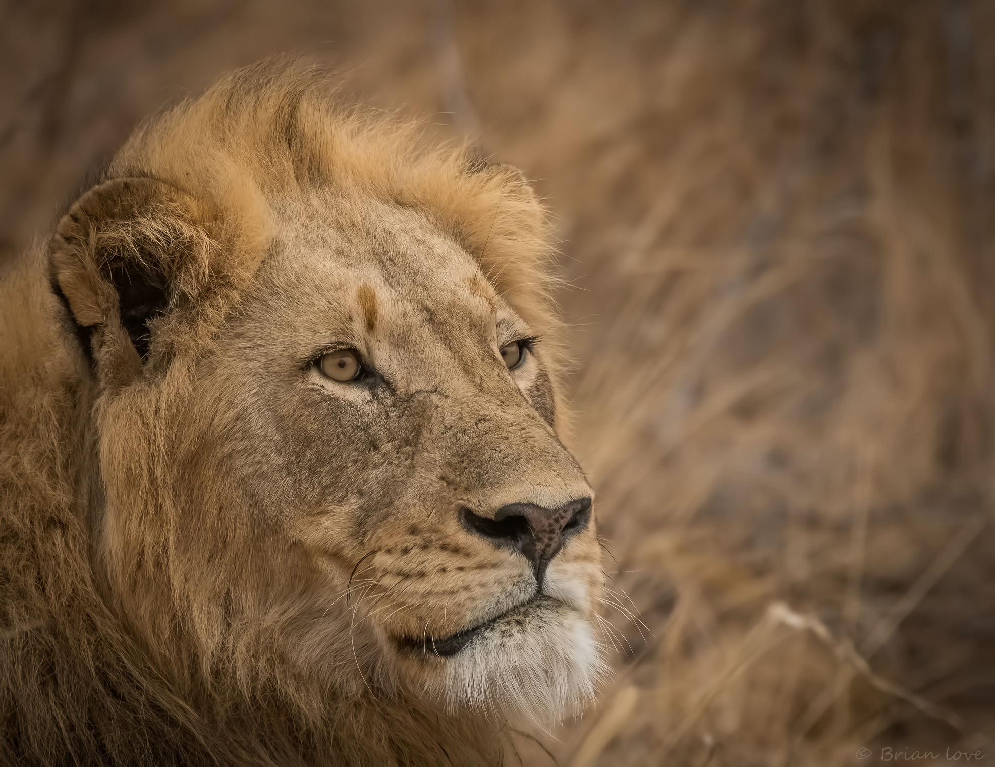 Avoca Maschio - Blondie