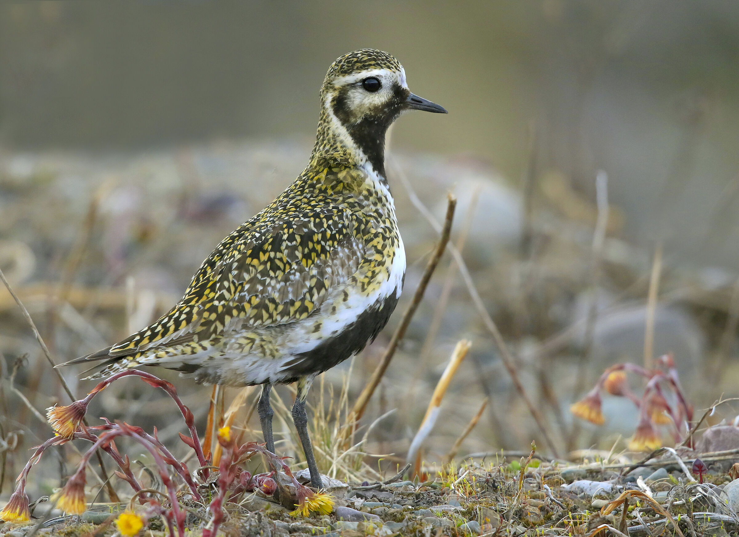 gilded plover in livery