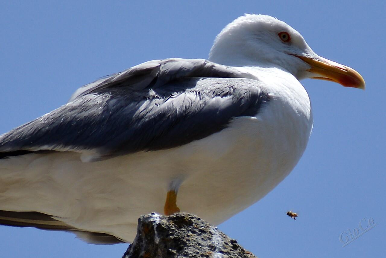the gull and the bee