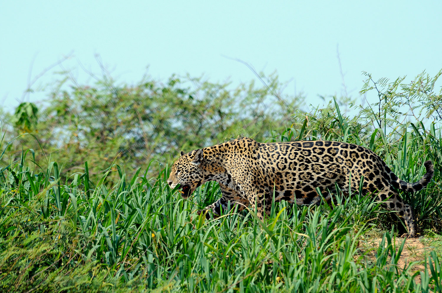 Giaguaro al Pantanal
