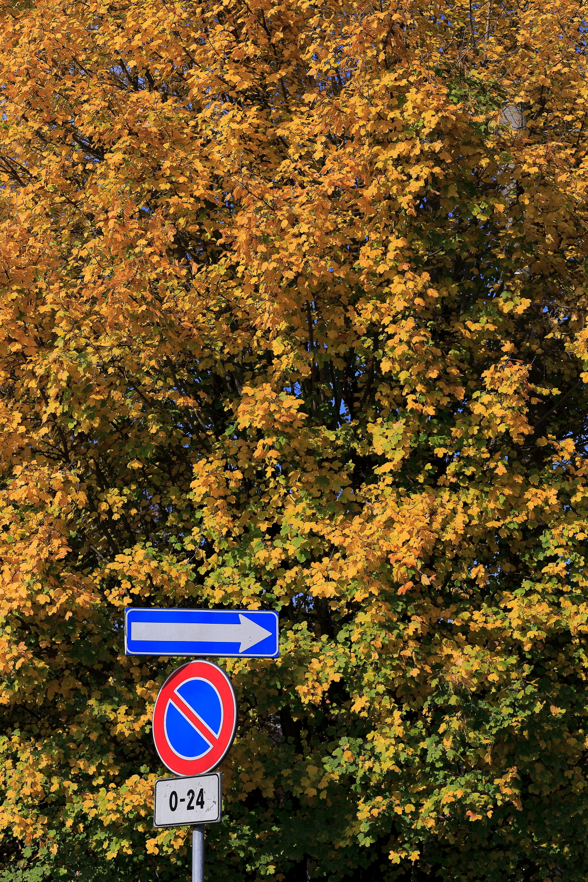 One-way towards autumn