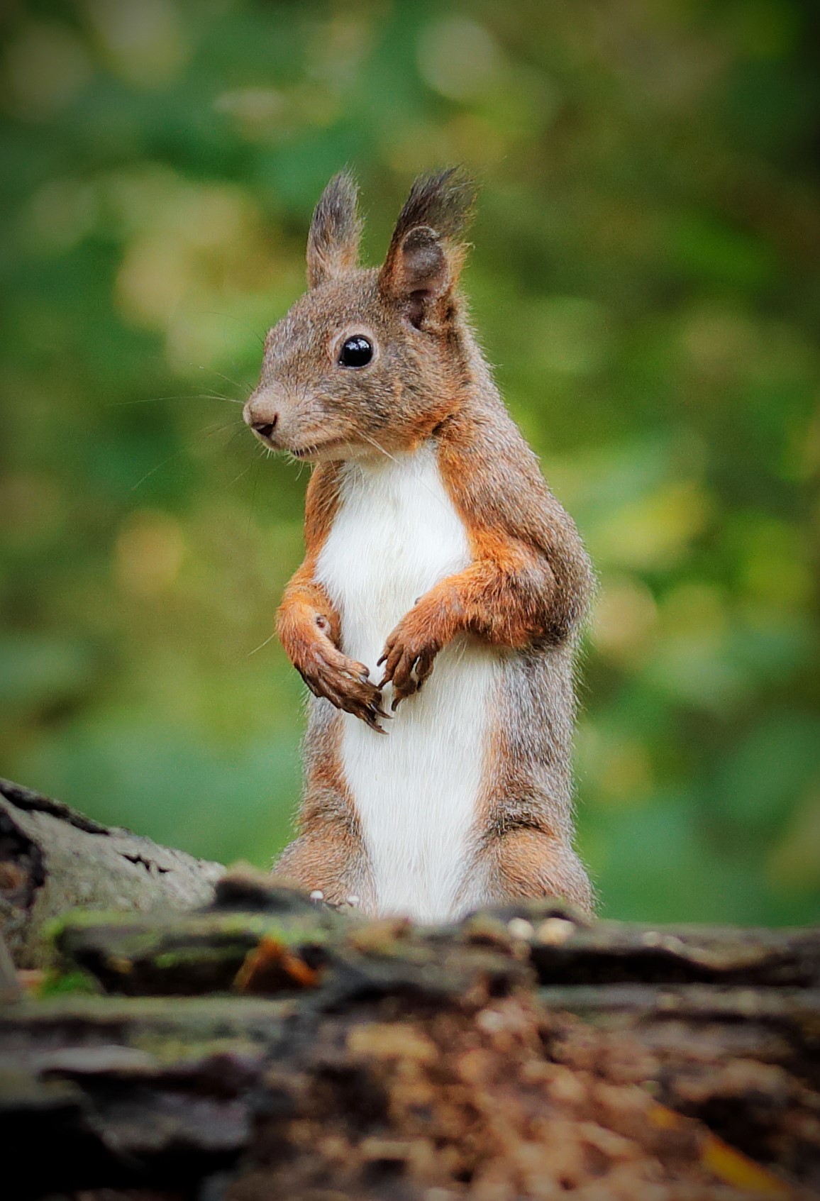 Il folletto dei boschi