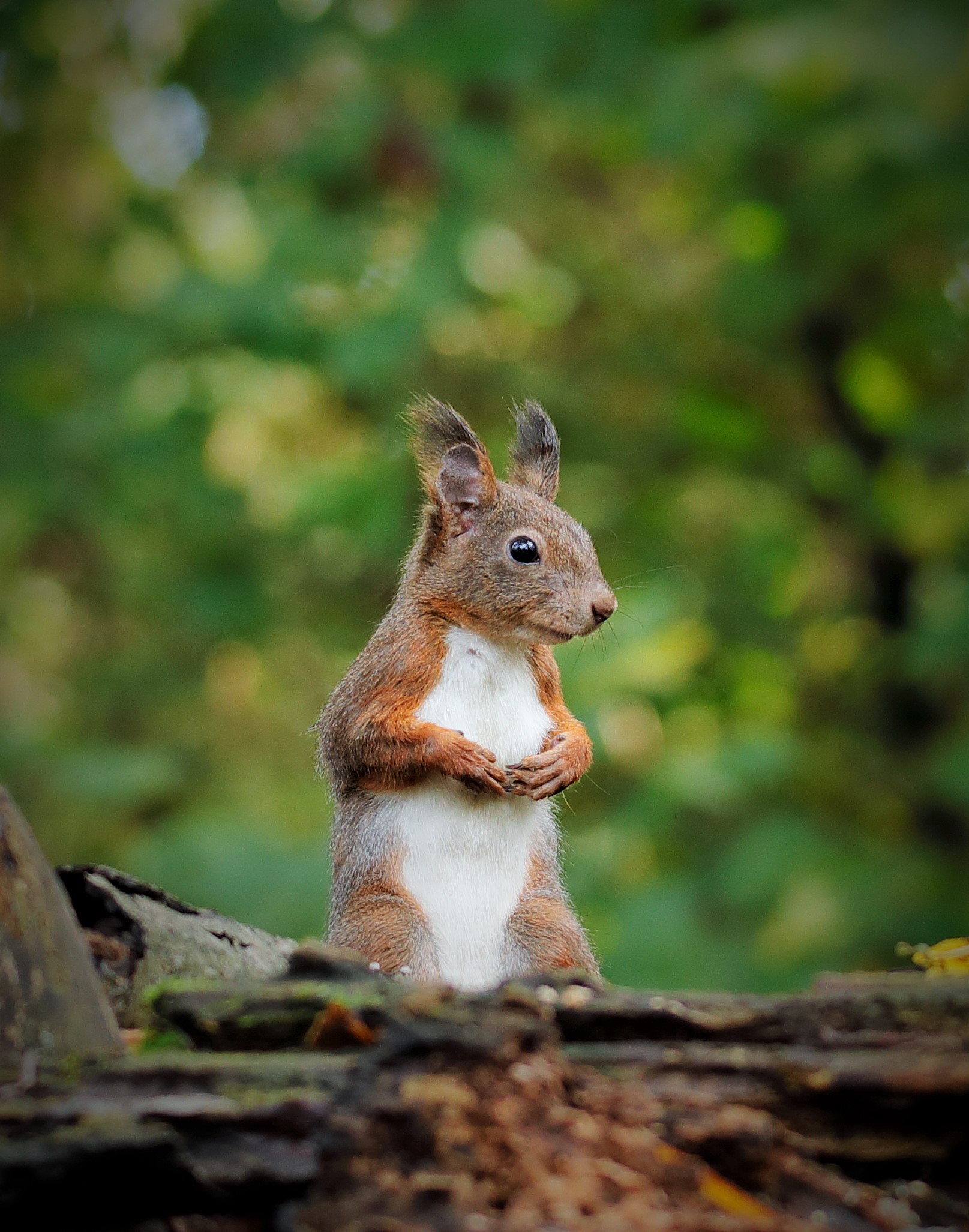 Il folletto dei boschi