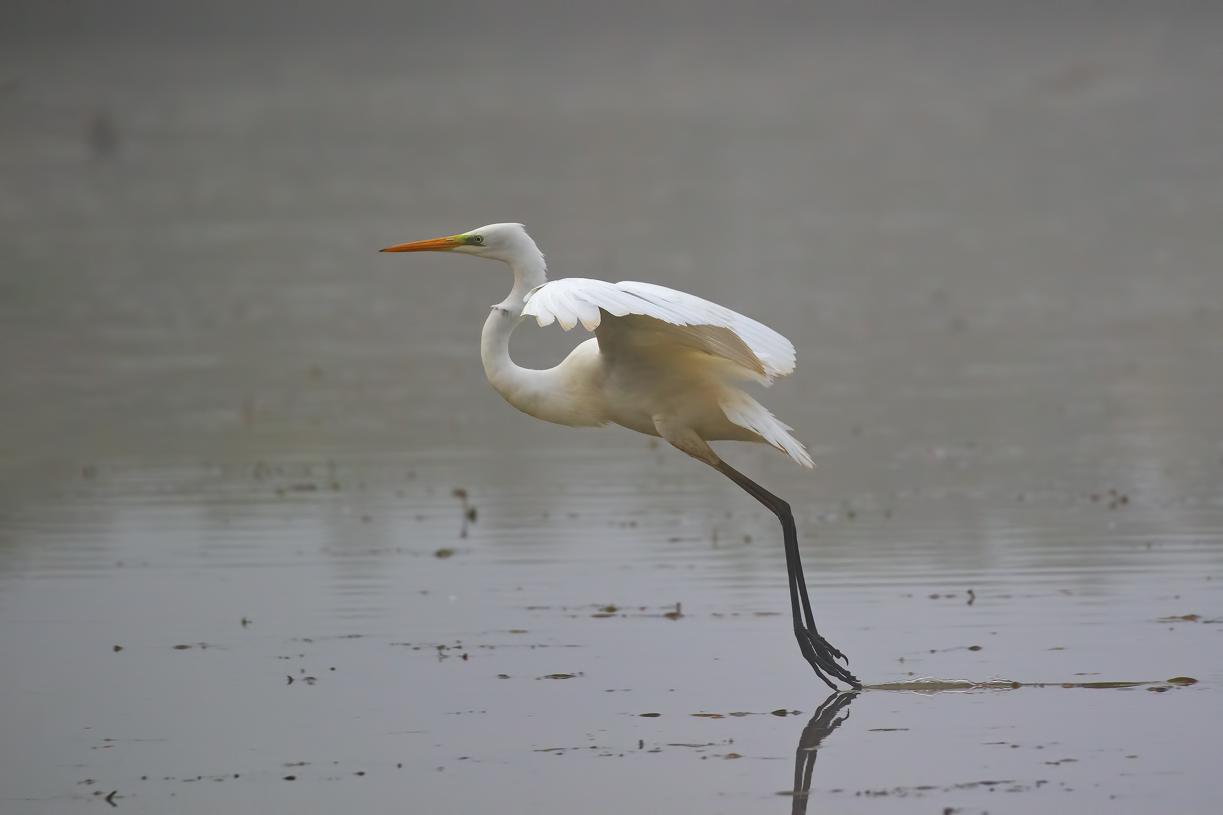 Bianco Maggiore stacco fra la nebbia