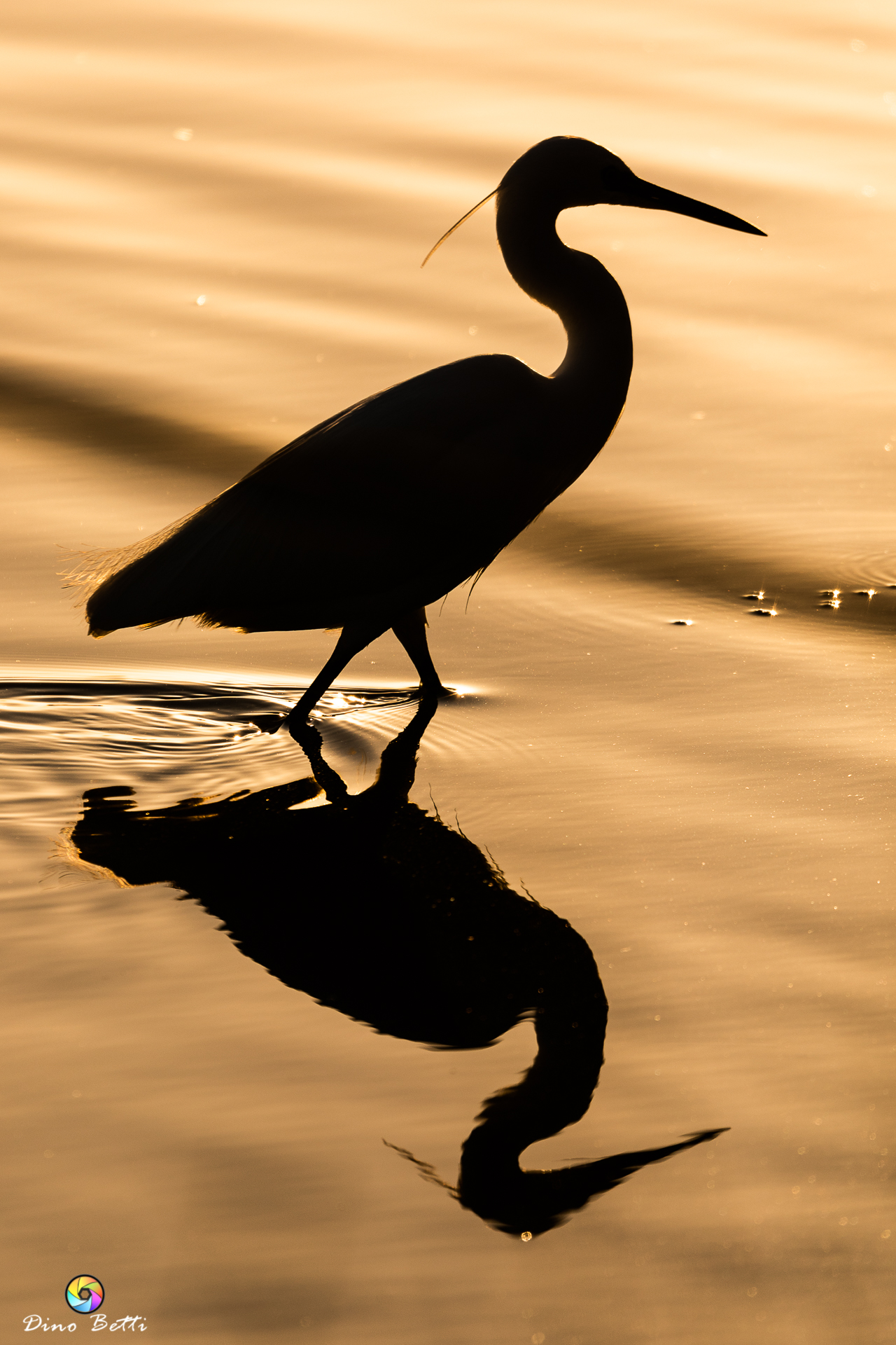 Garzetta al tramonto