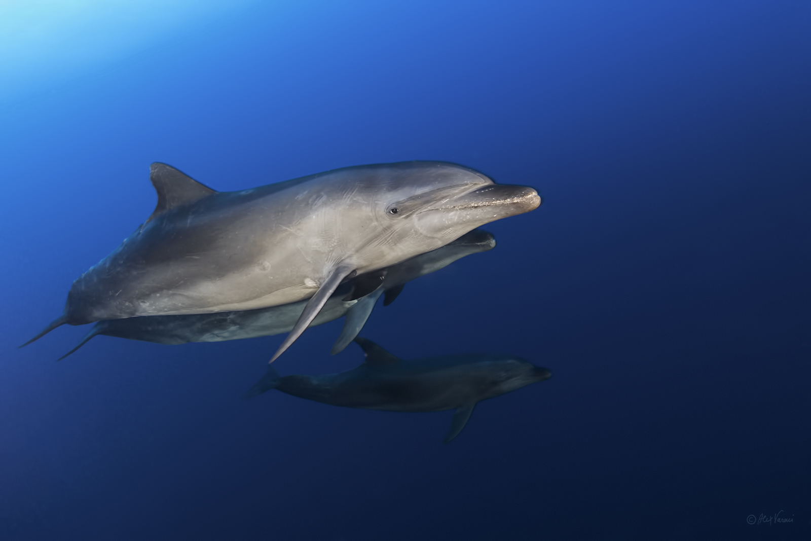 Tursiops truncatus