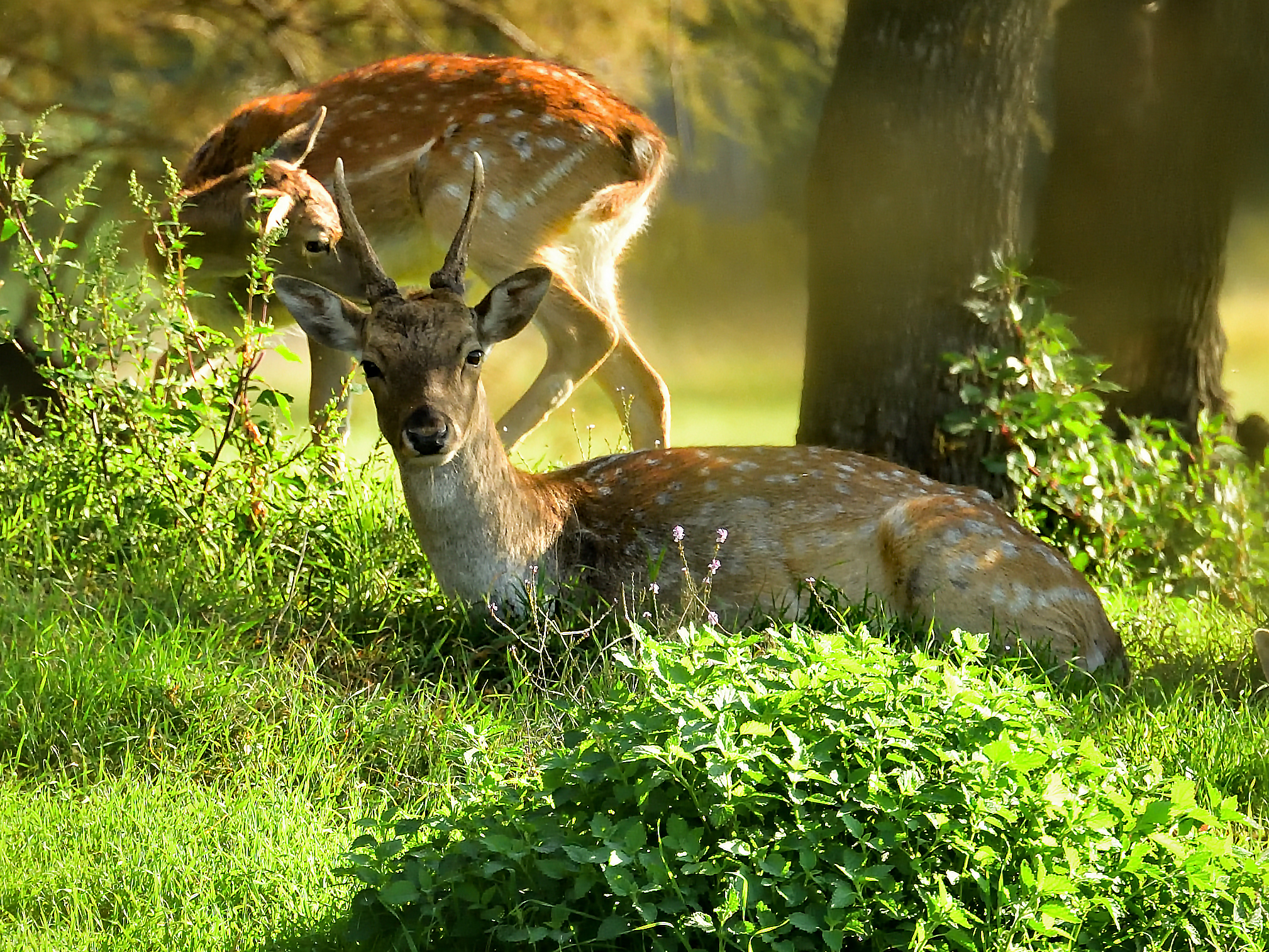 daini:giovane maschio