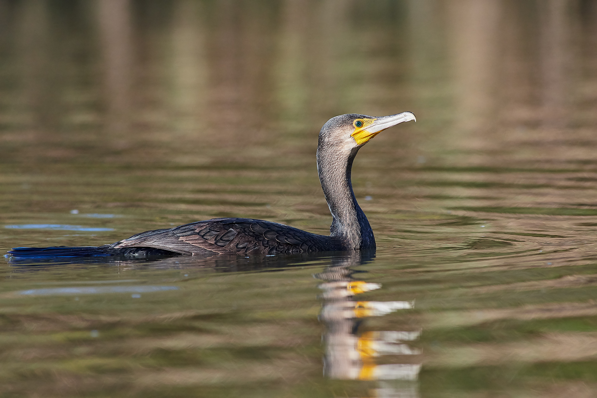 Cormorant