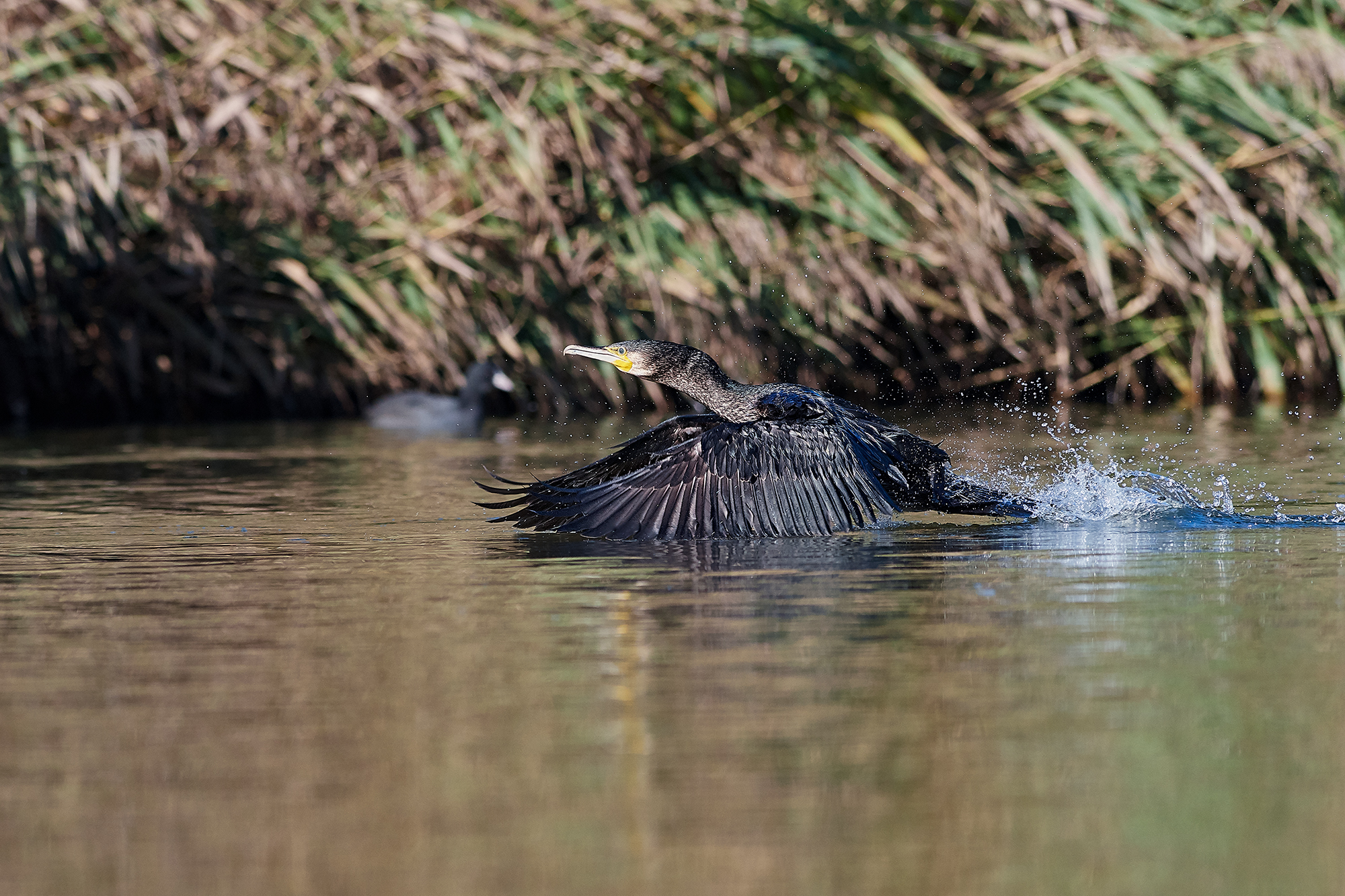 Cormorano taking off