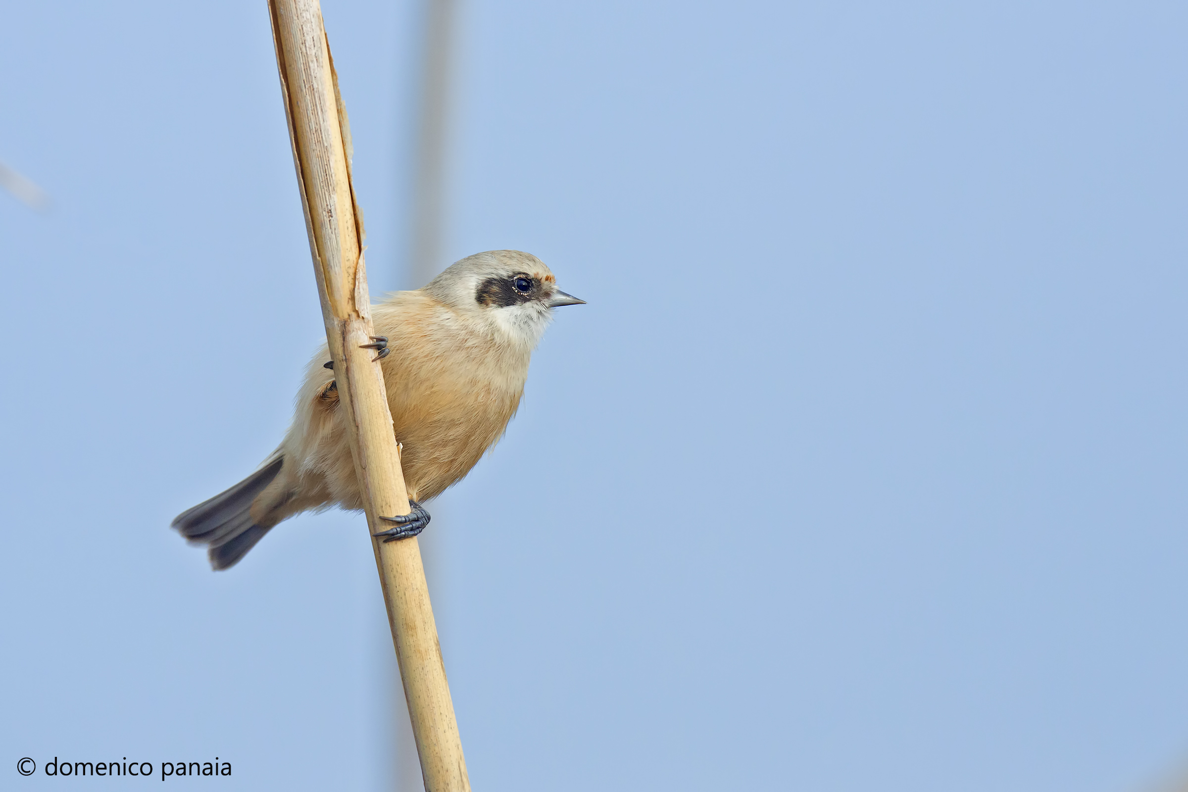 the bandit of the reed