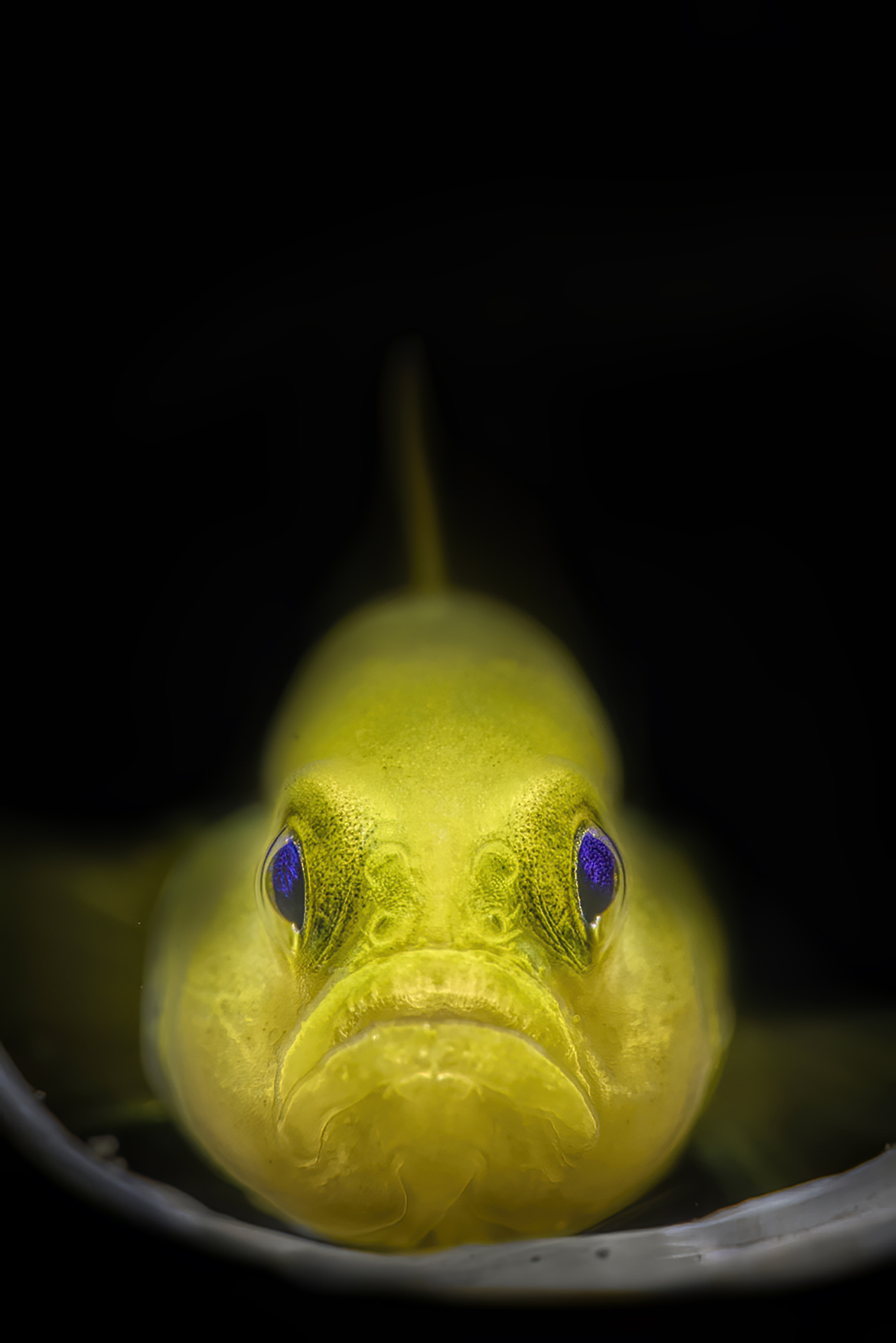 piccolo gobide giallo dagli  occhi blu