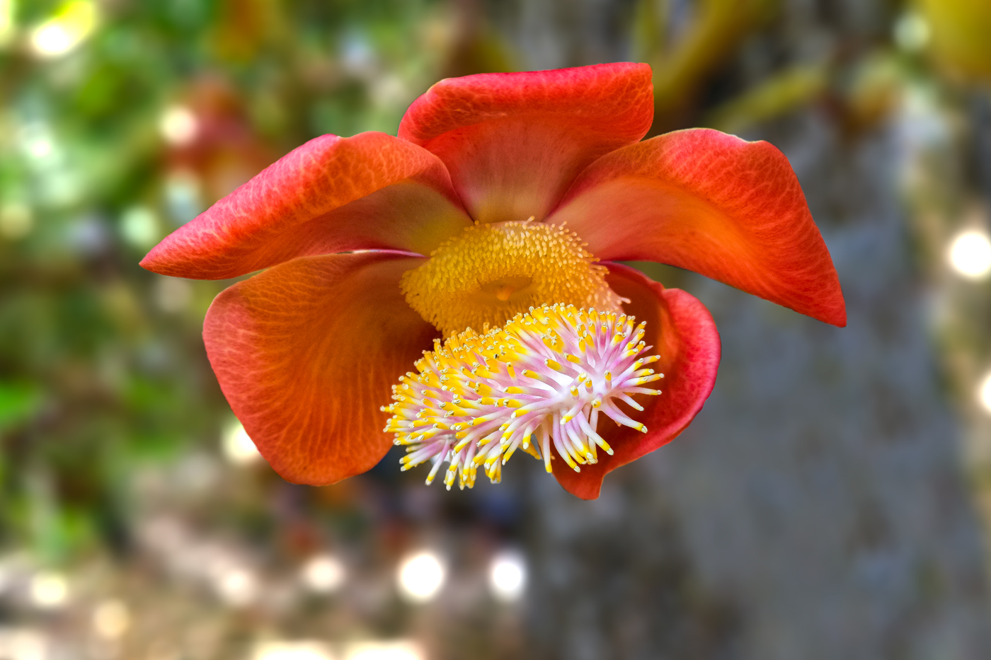 palla di cannone _ Couroupita guianensis