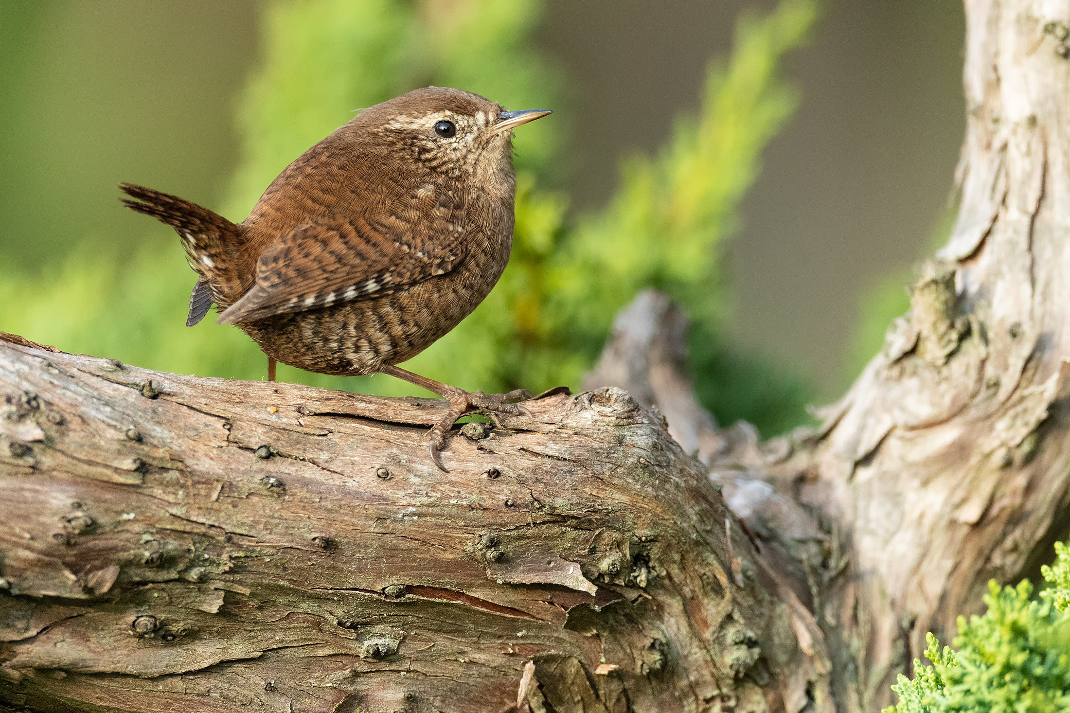 Wren