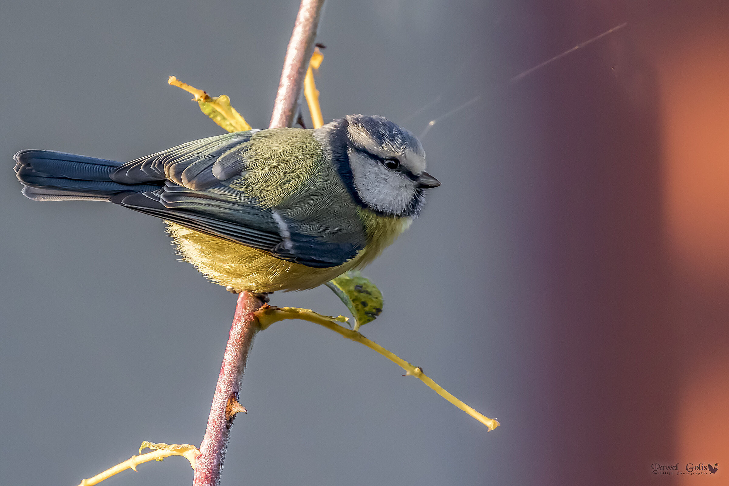 Eurasian blue tit (Cyanistes caeruleus)