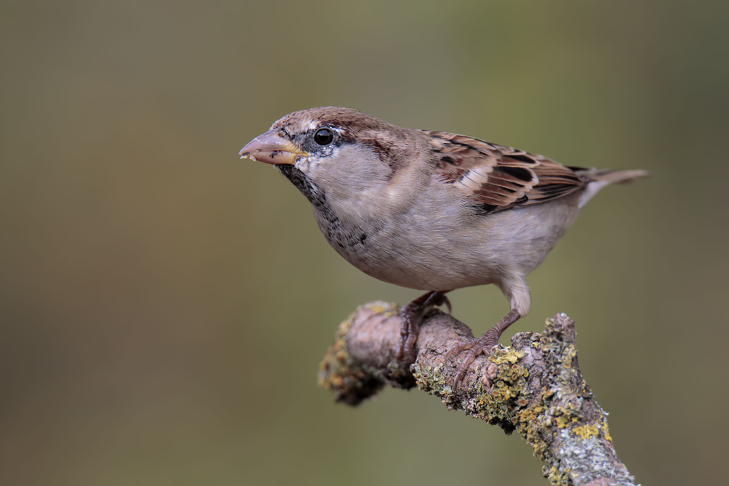 Anche i passeri meritano un'opportunità